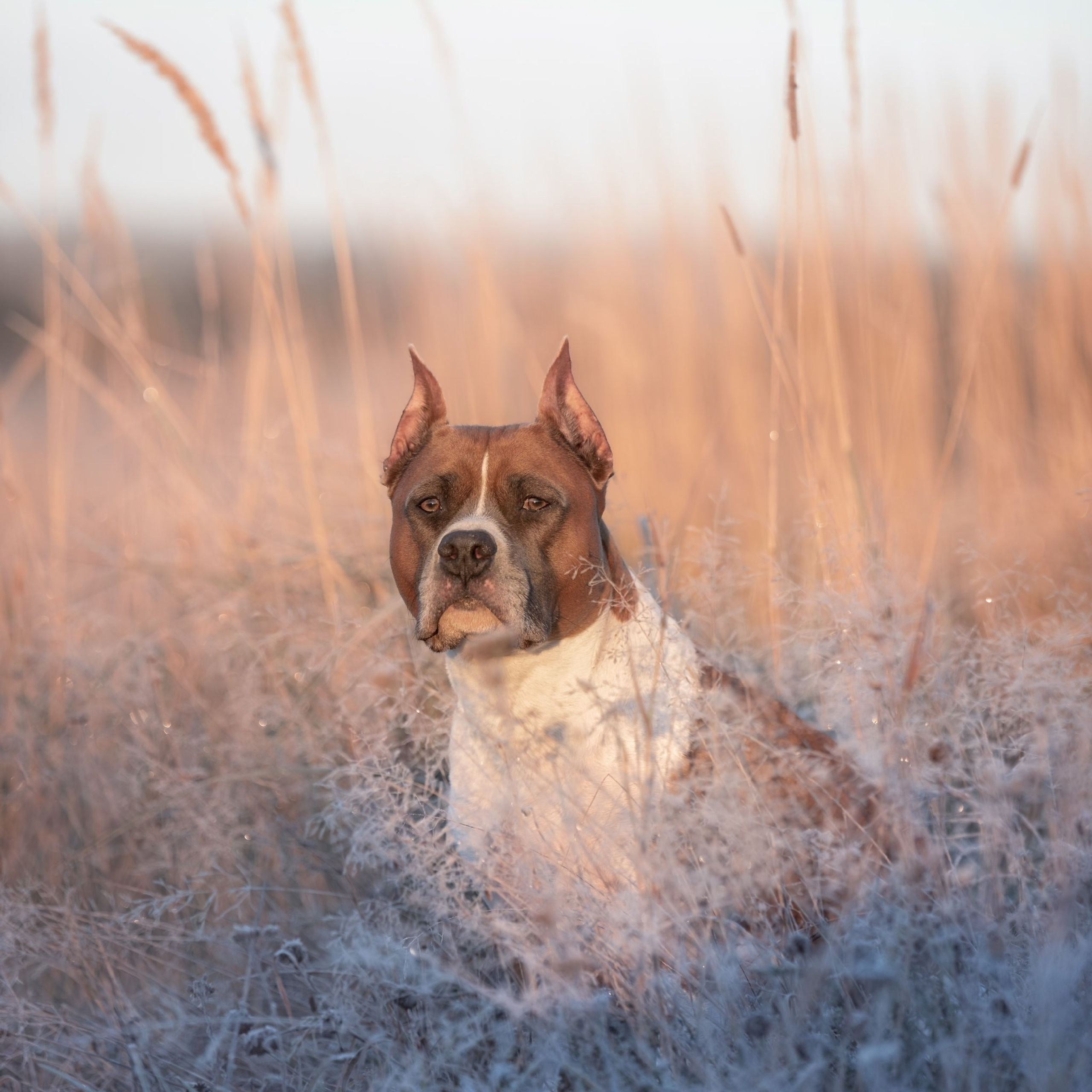Моя прекрасная Ева