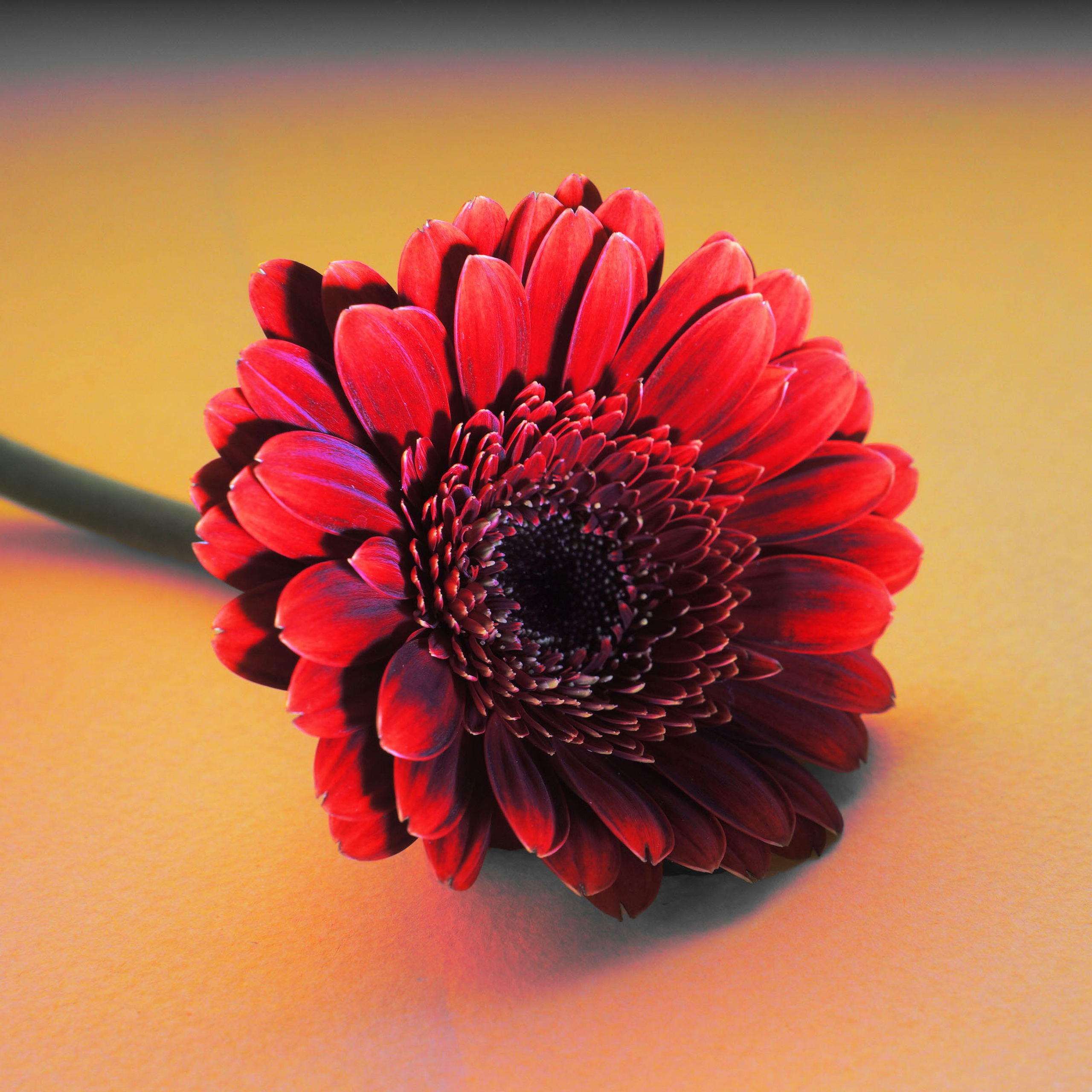 Этапы жизни