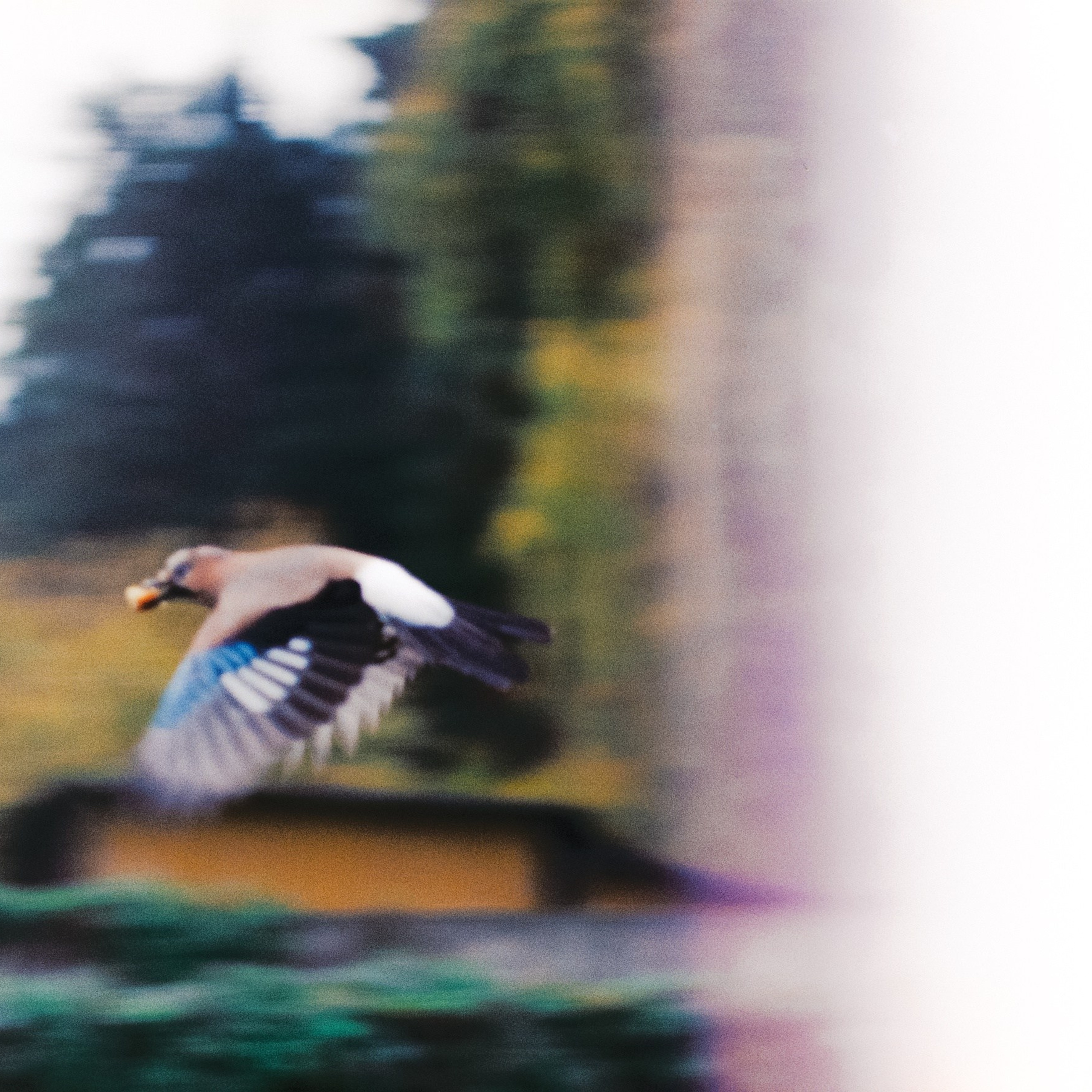 Первые кадры на пленку