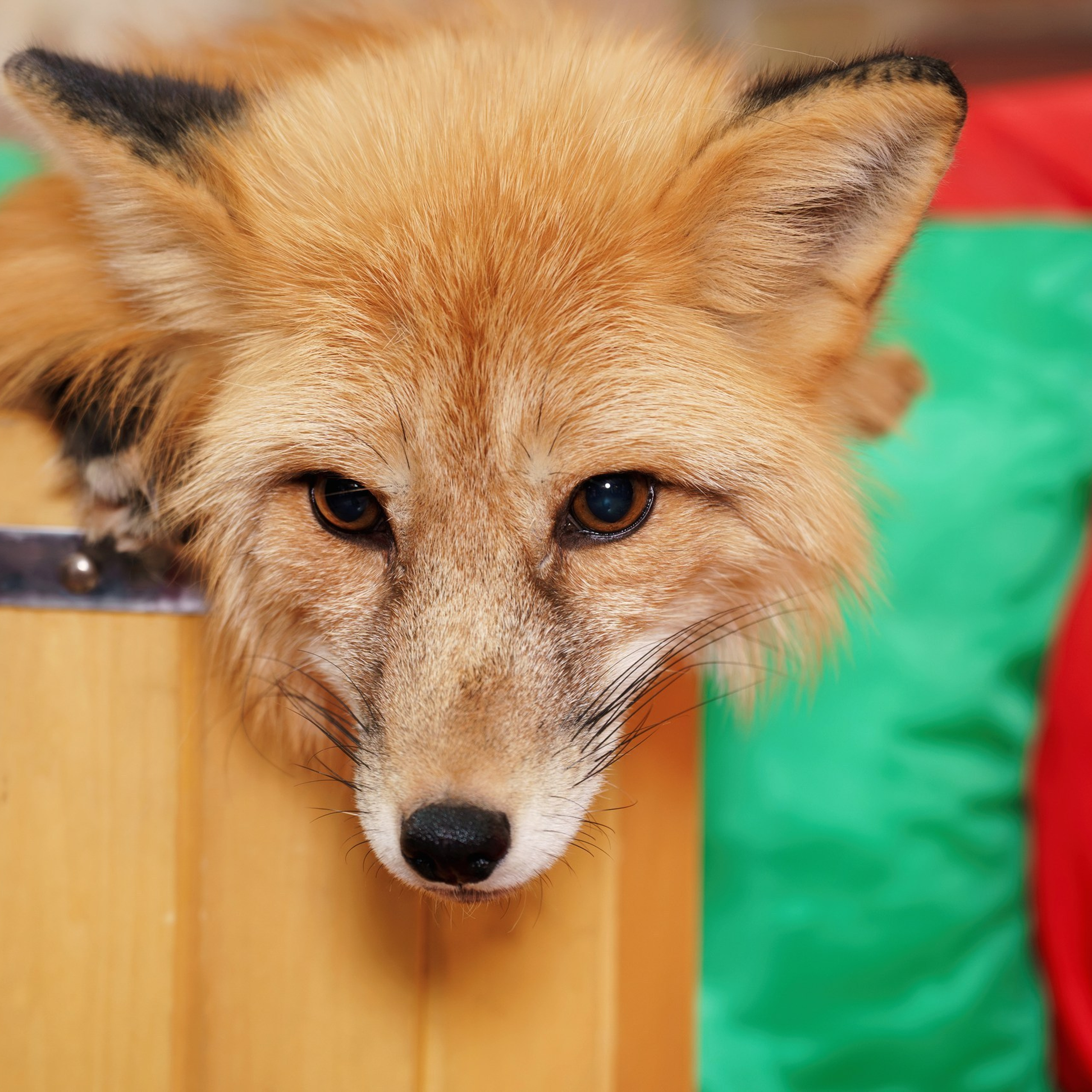 Отзывы. Фотомастерская Воробьевых