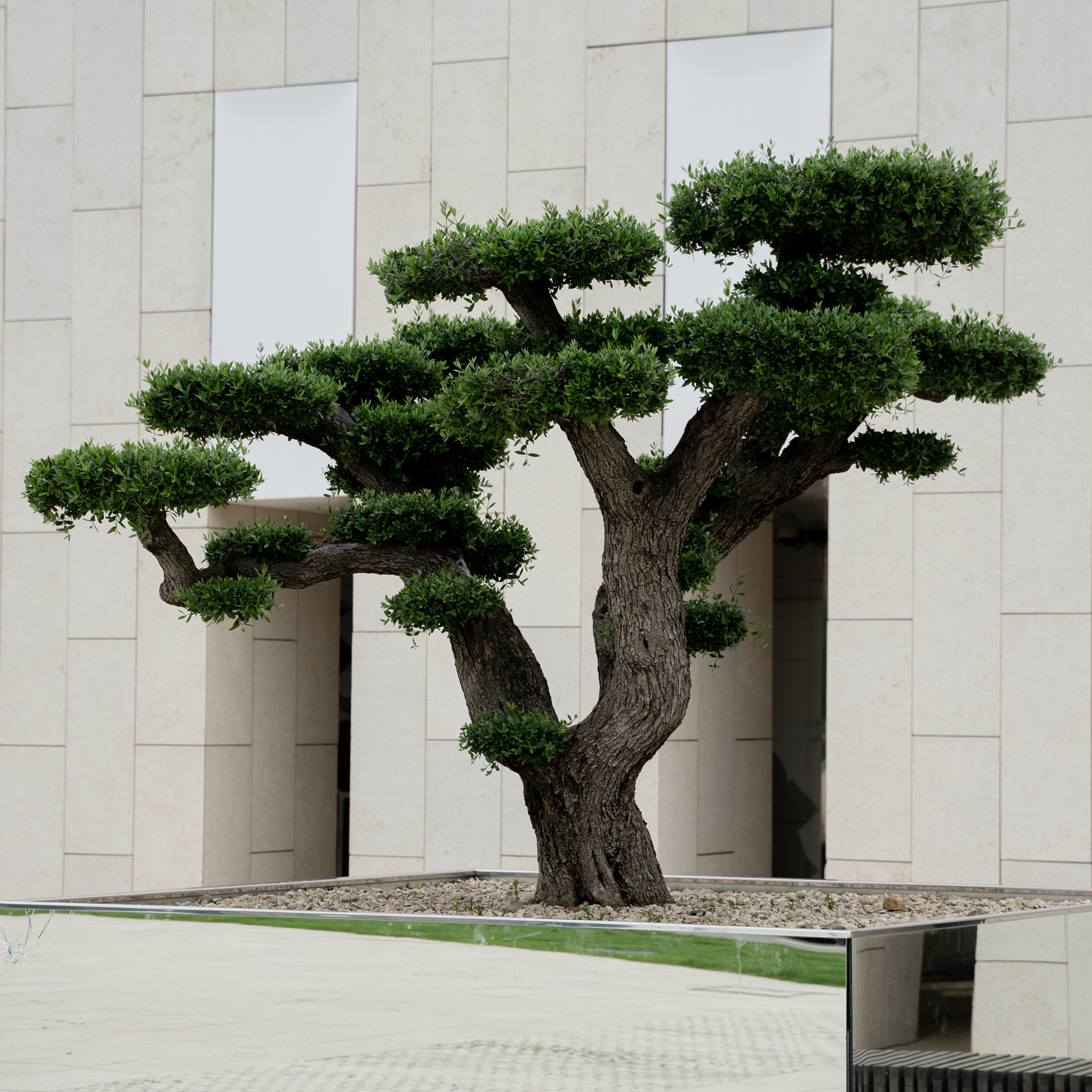 Все растения