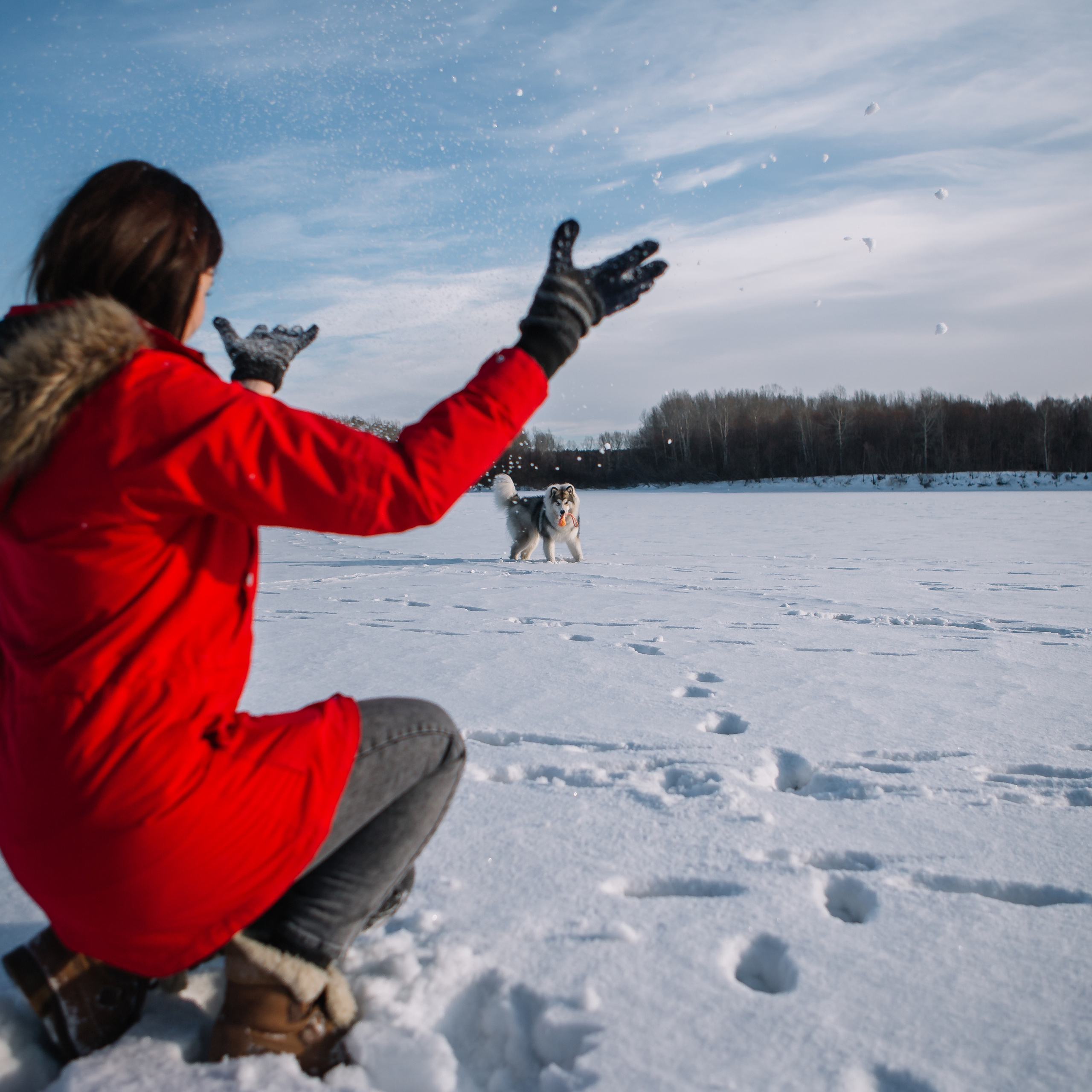 Лед, зима и маламут