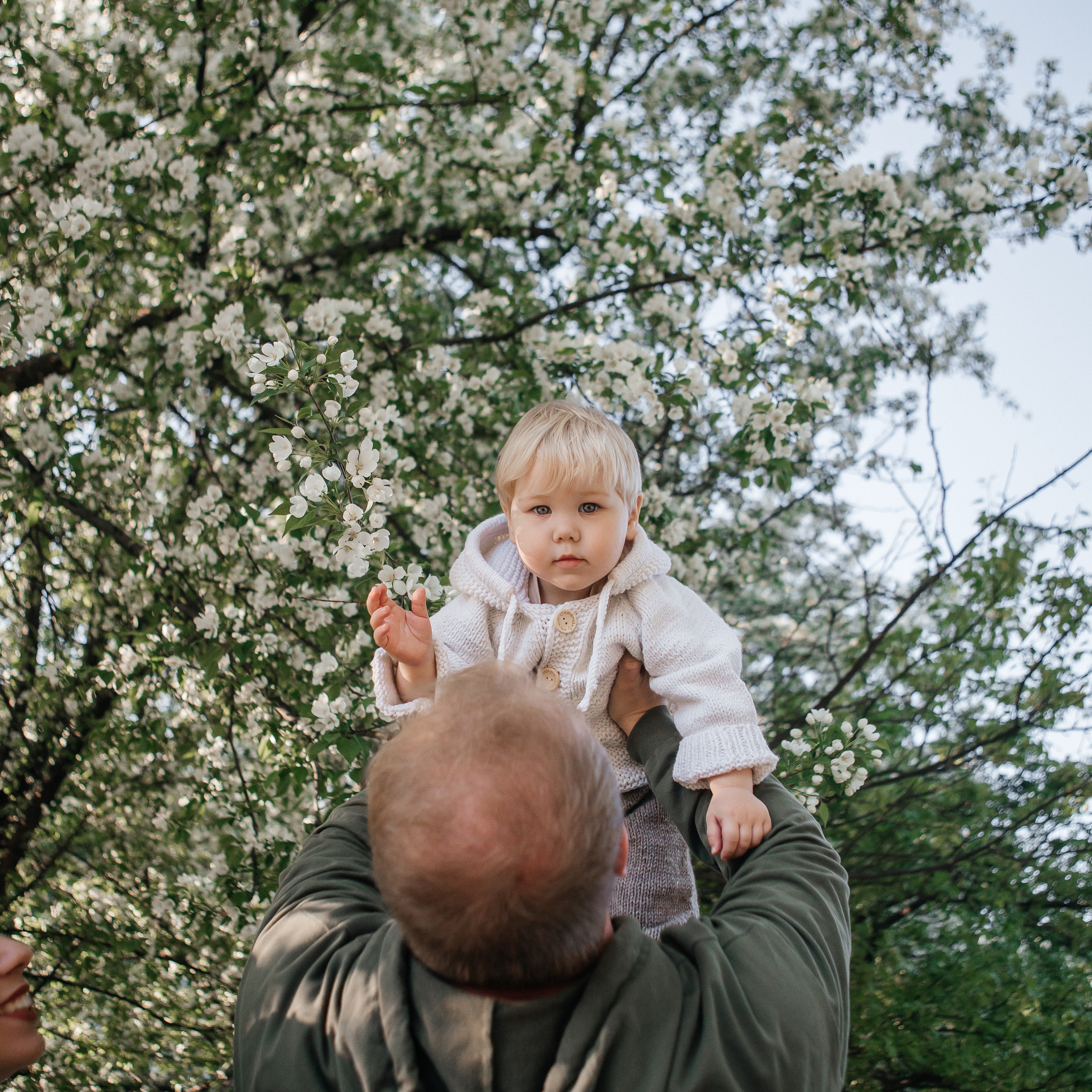 В цветущих яблонях