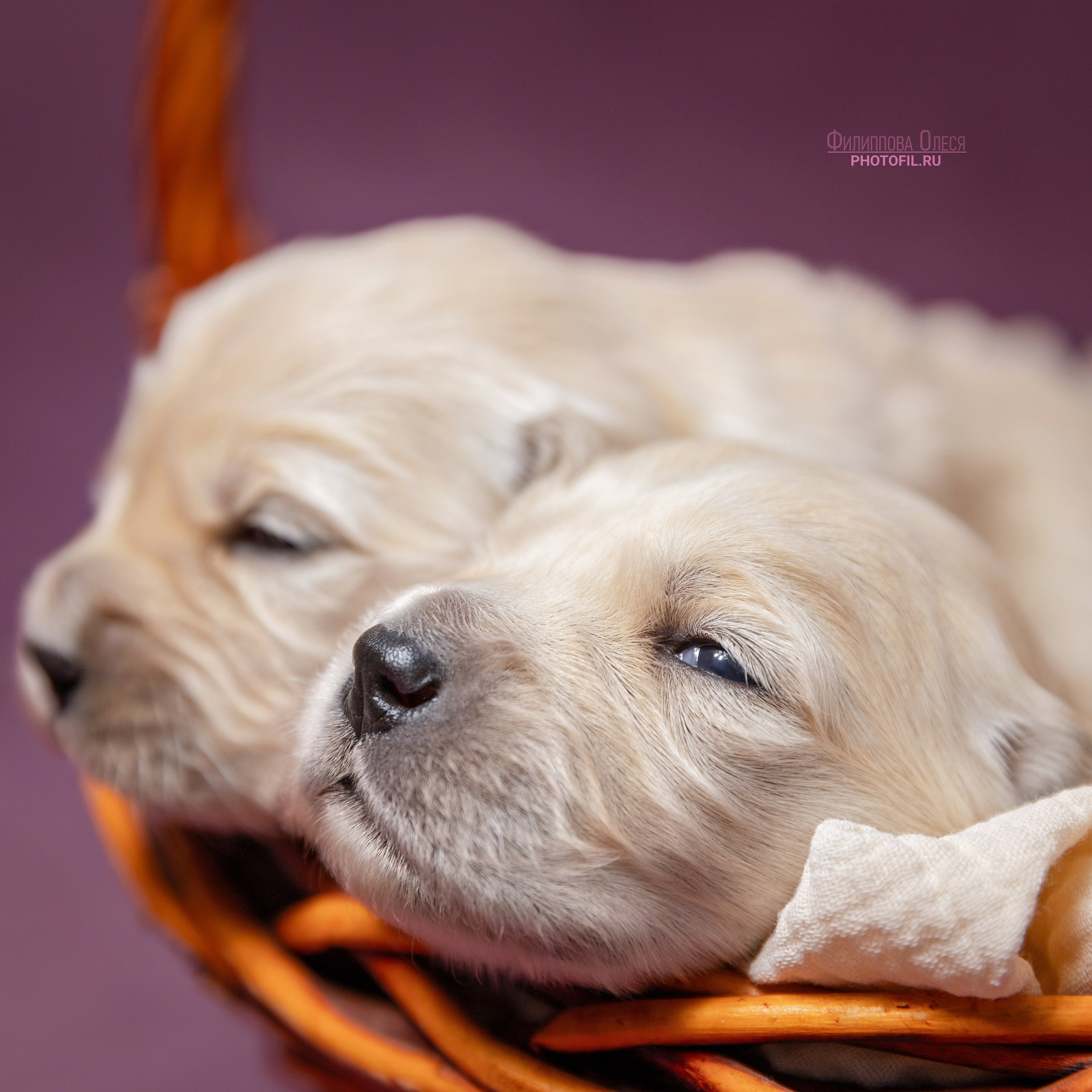 Бейбики Золотистые ритреверы для питомника Aldis Zheneris