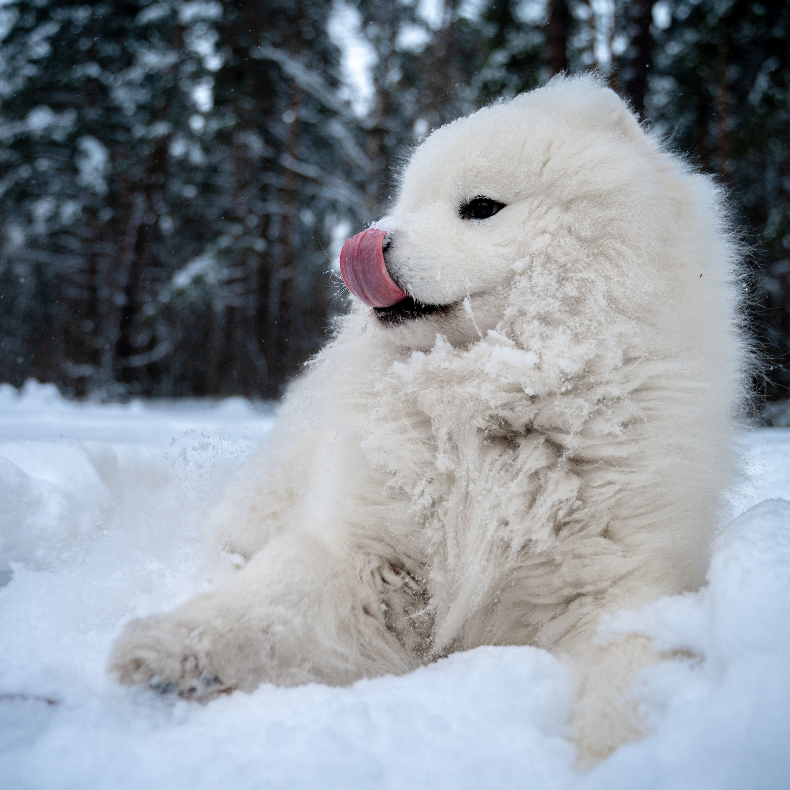 Прогулка с собакой. Зима, лес, Москва.