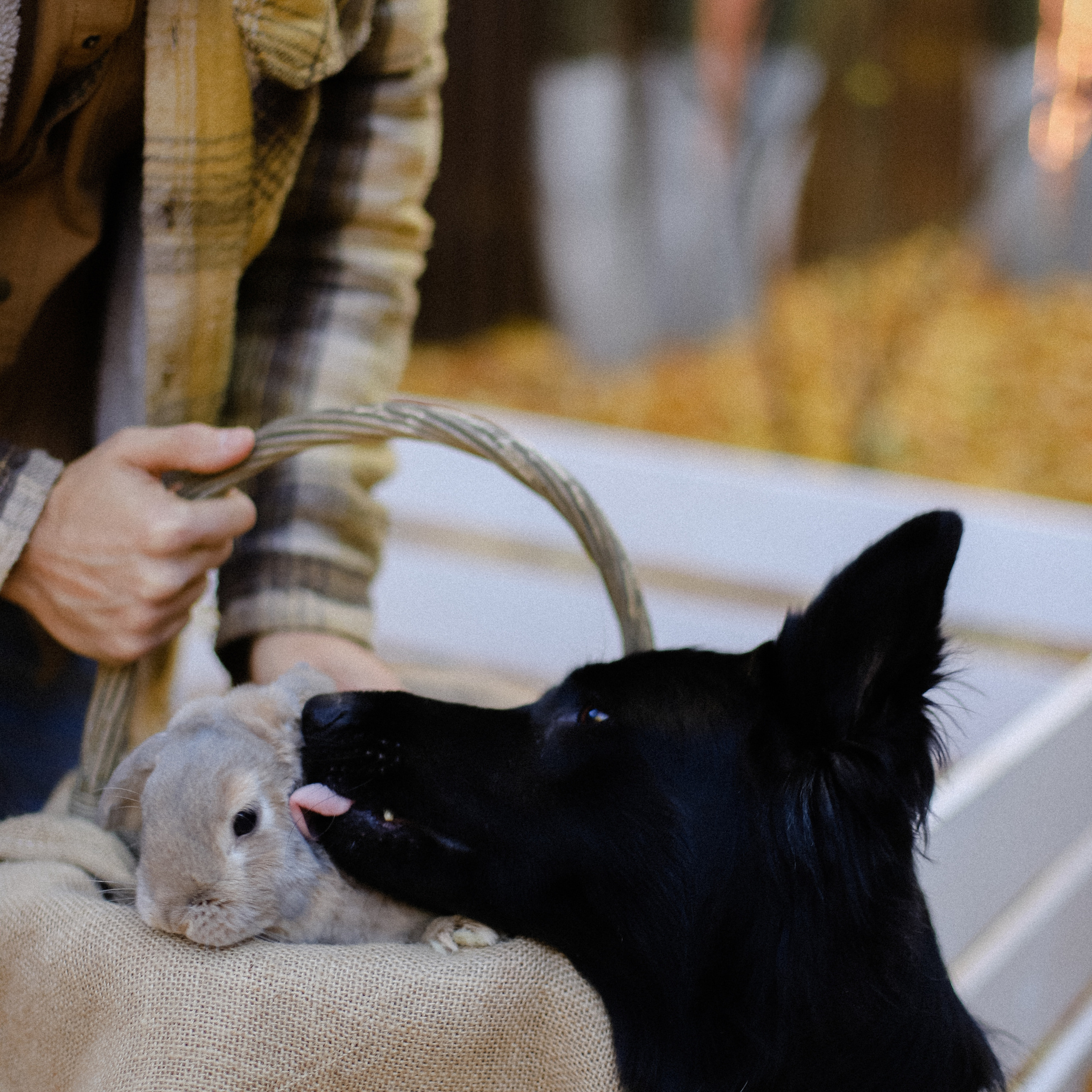 Few Horses осень