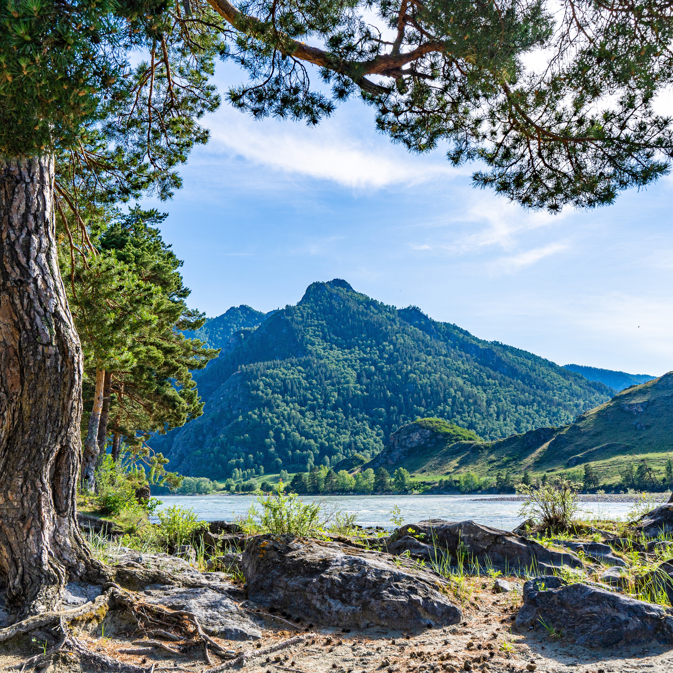 Алтайское нежное