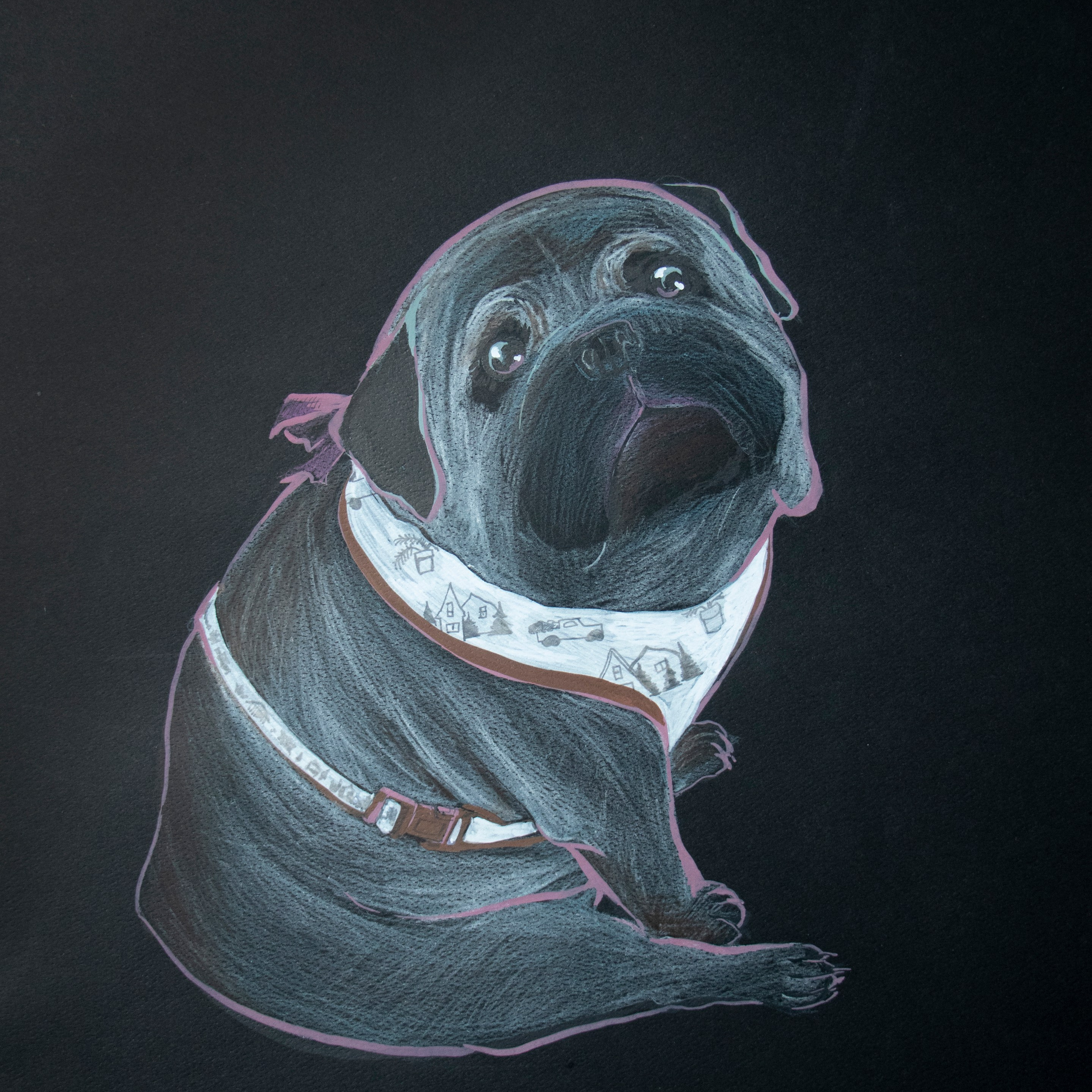 Colored pencil illustration of a pug in a white collar with a bow, acrylic marker outline in pink on a black background, large expressive eyes