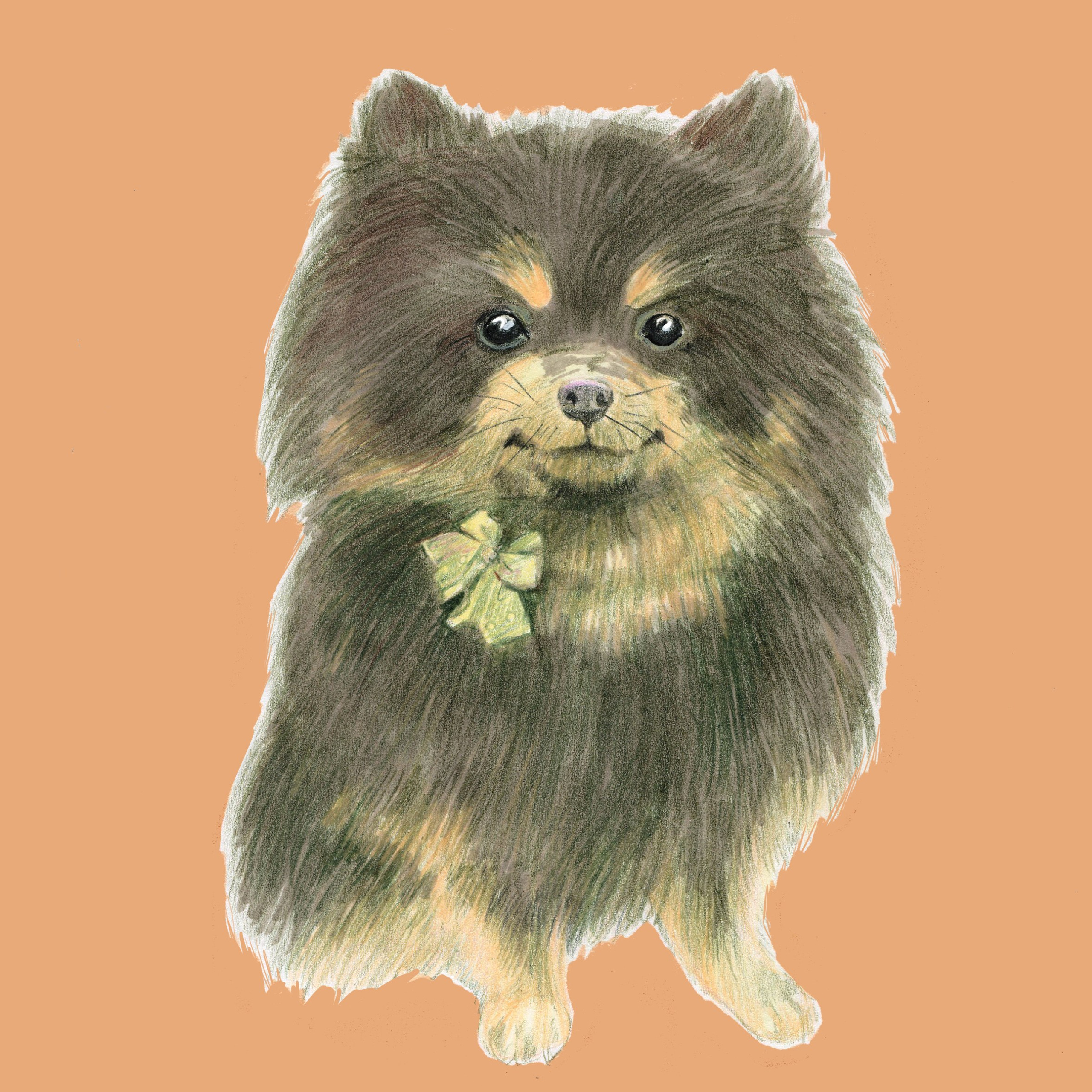 Colored pencil illustration of a fluffy Pomeranian sitting upright, with a digitally filled warm apricot background