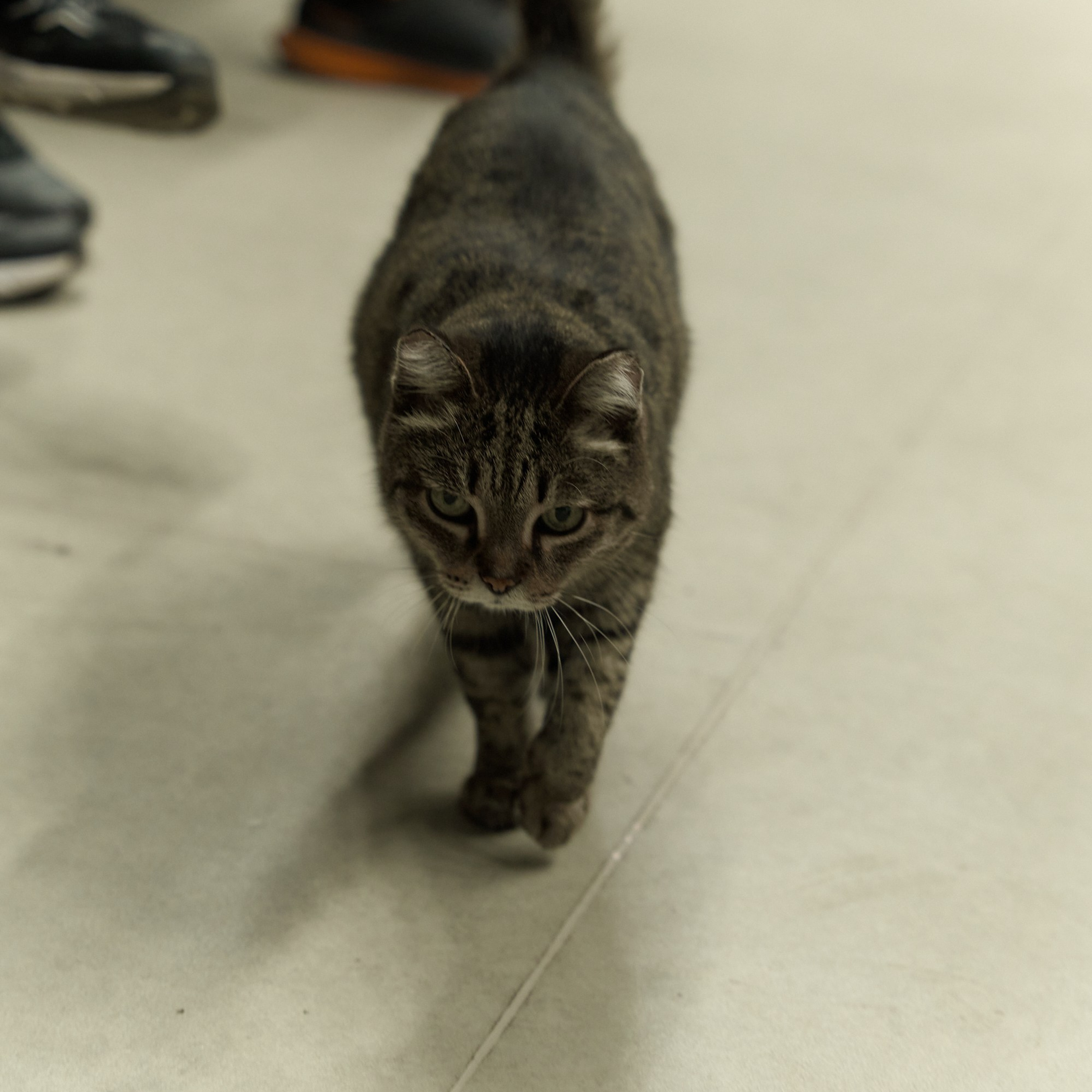 Фехтование Львы Енисея. Александр Сазонов Красноярск