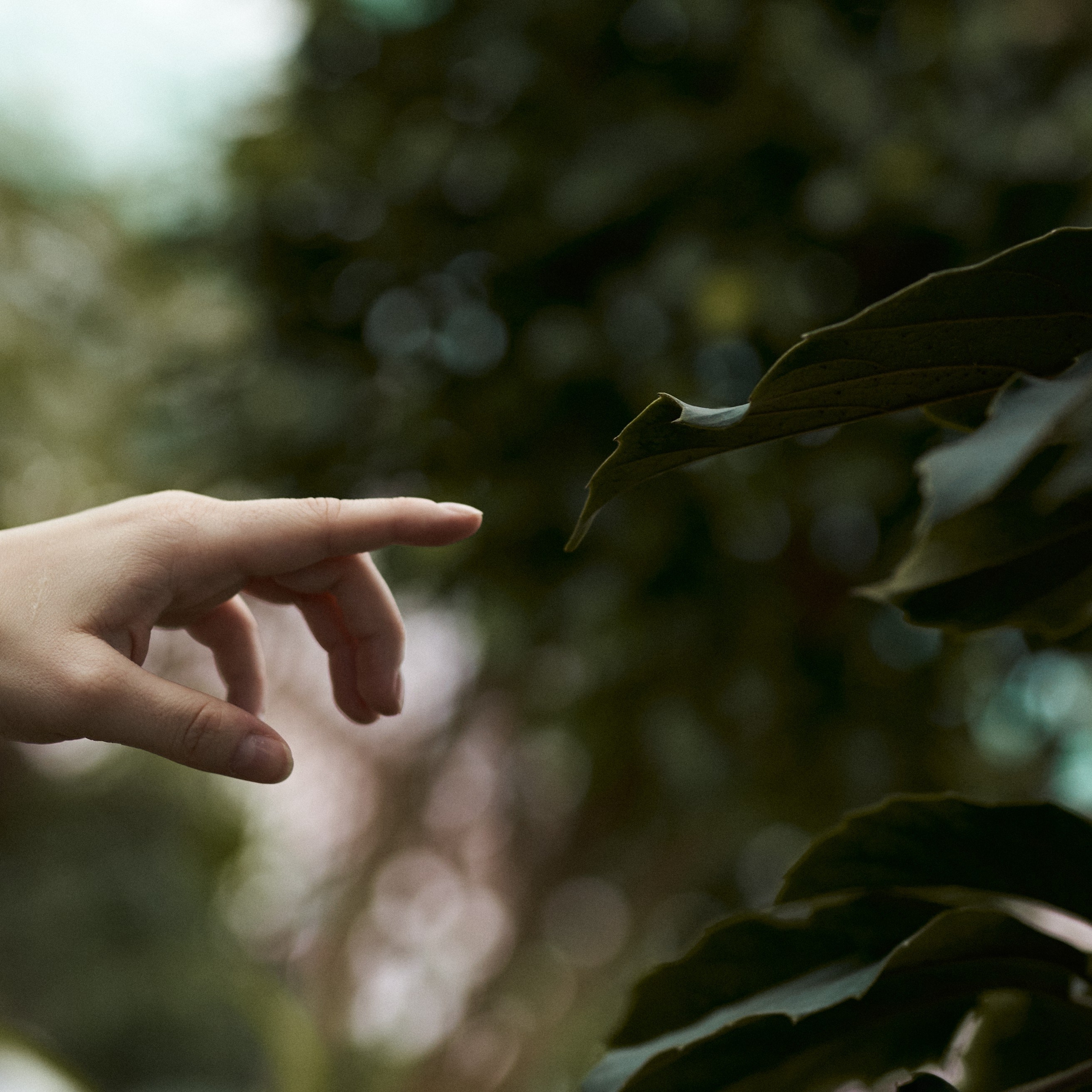 Wild Les. Александр Сазонов Красноярск