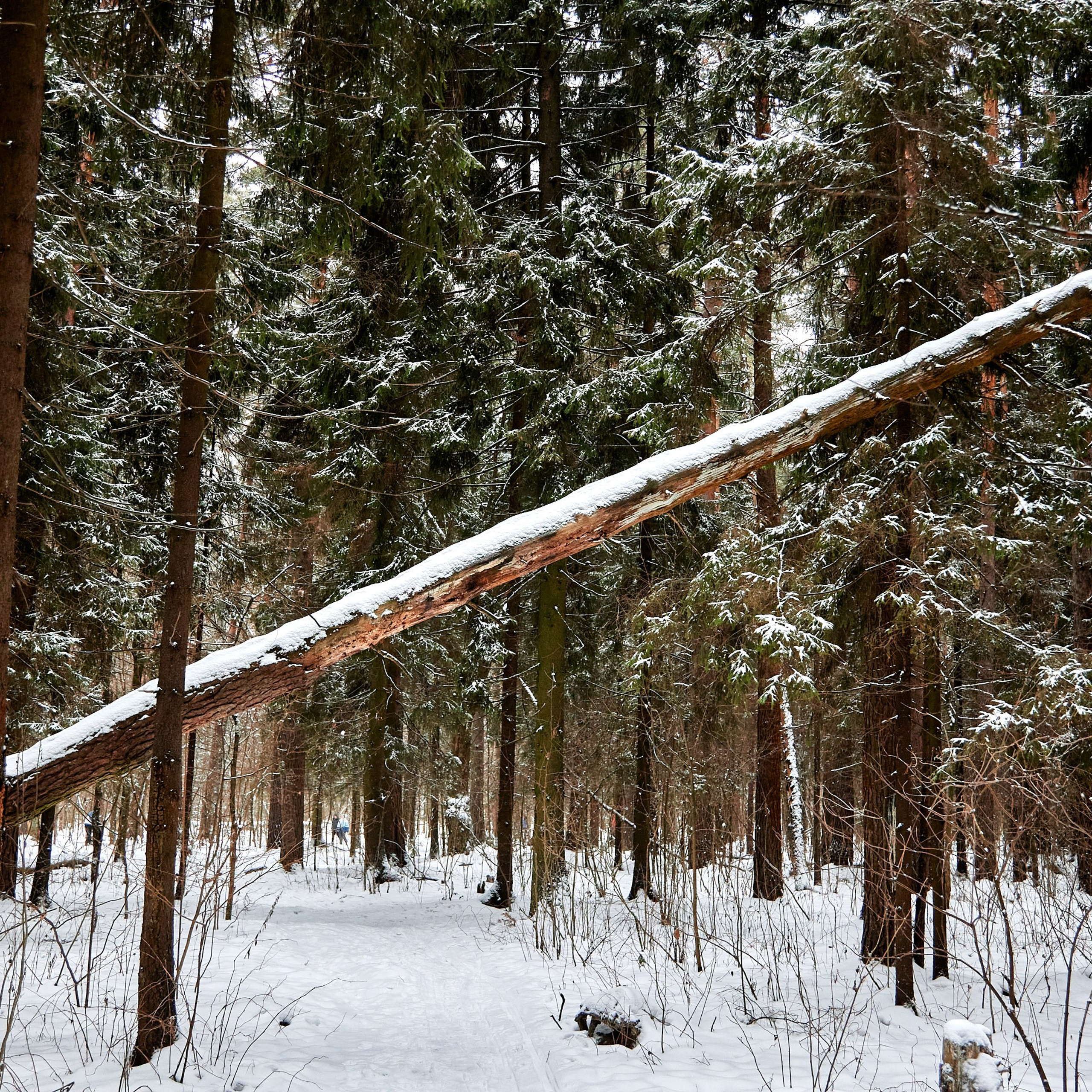 Близко Зима