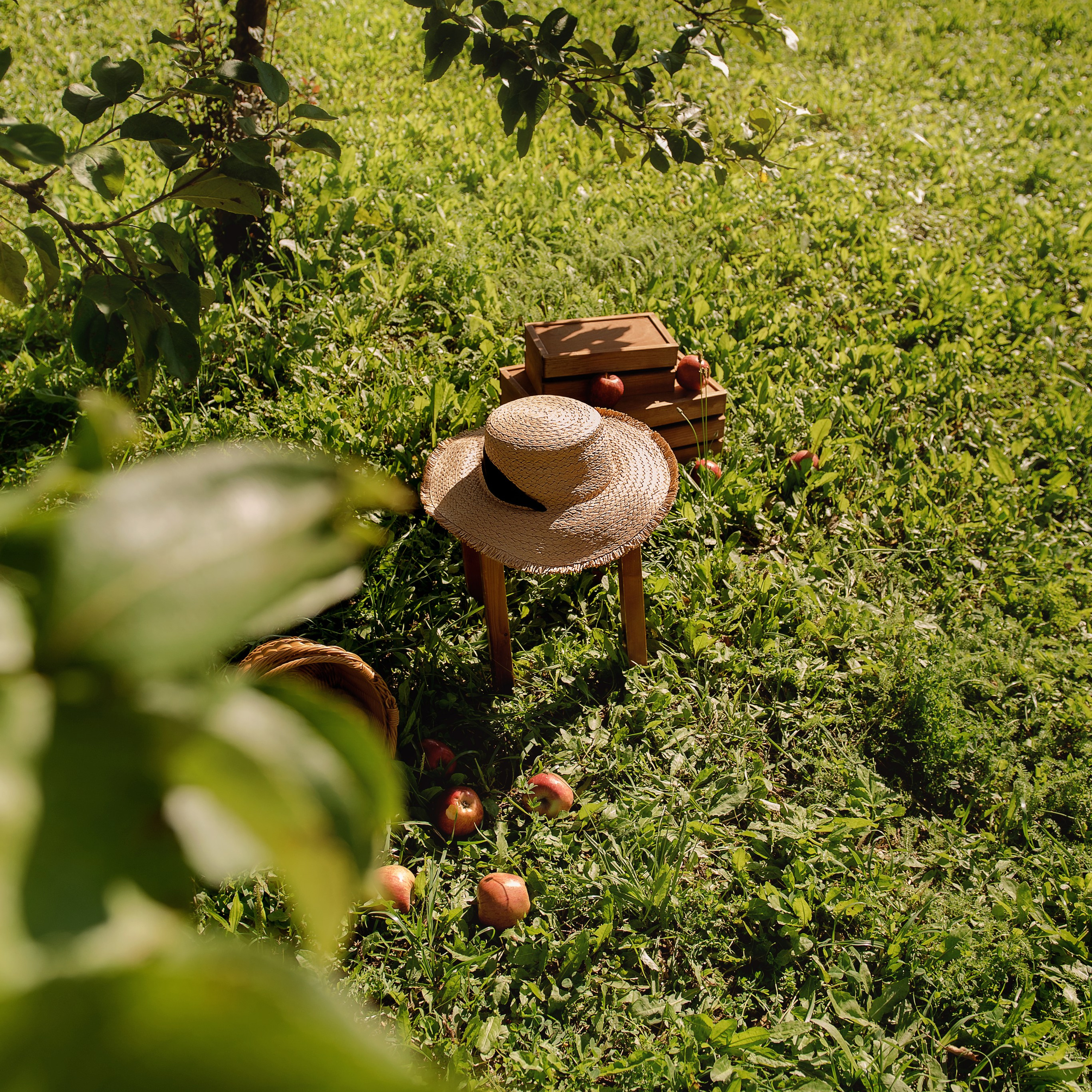 Яблоневый сад
