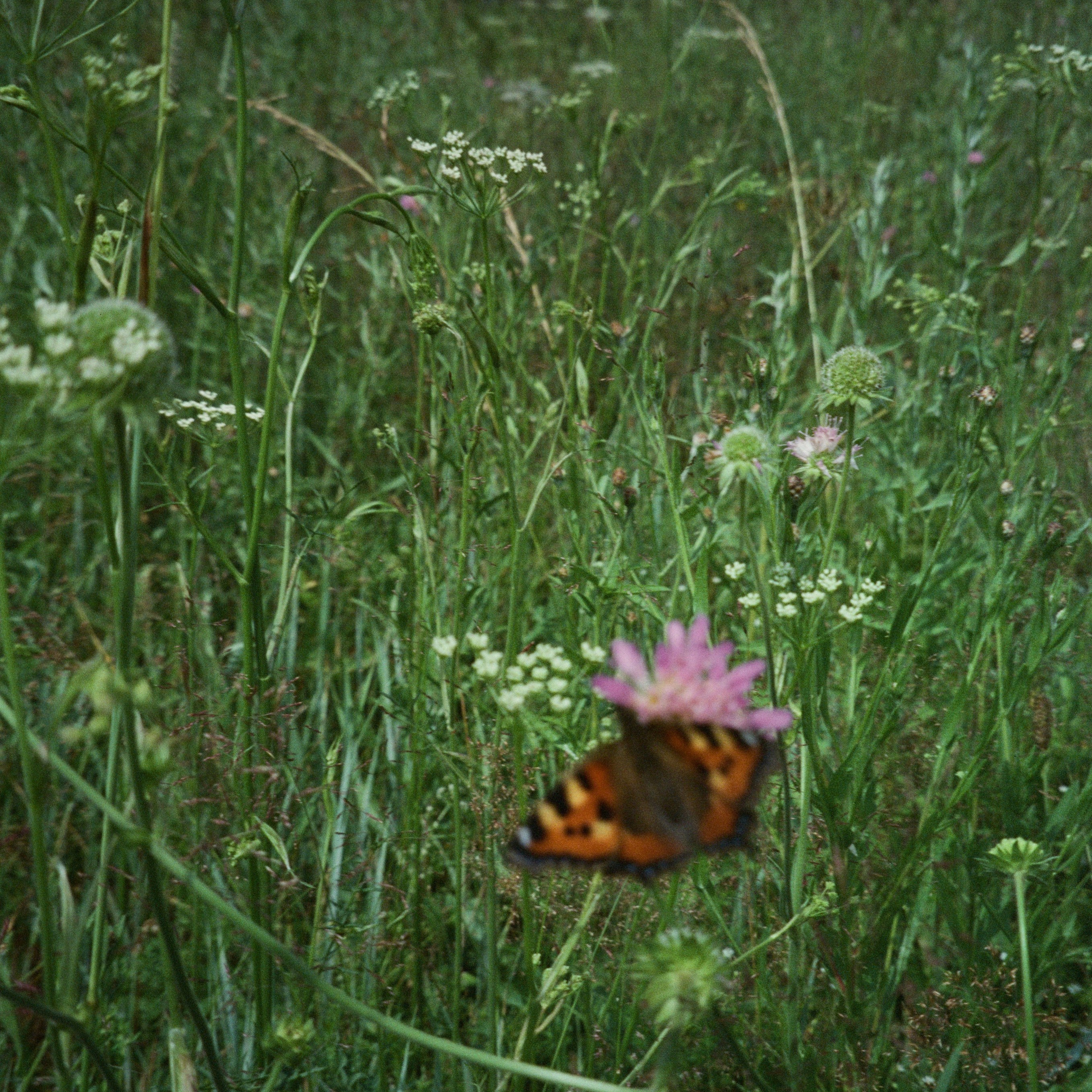 Aksenovo. Photographer Dima Sharov | Фотограф Дима Шаров