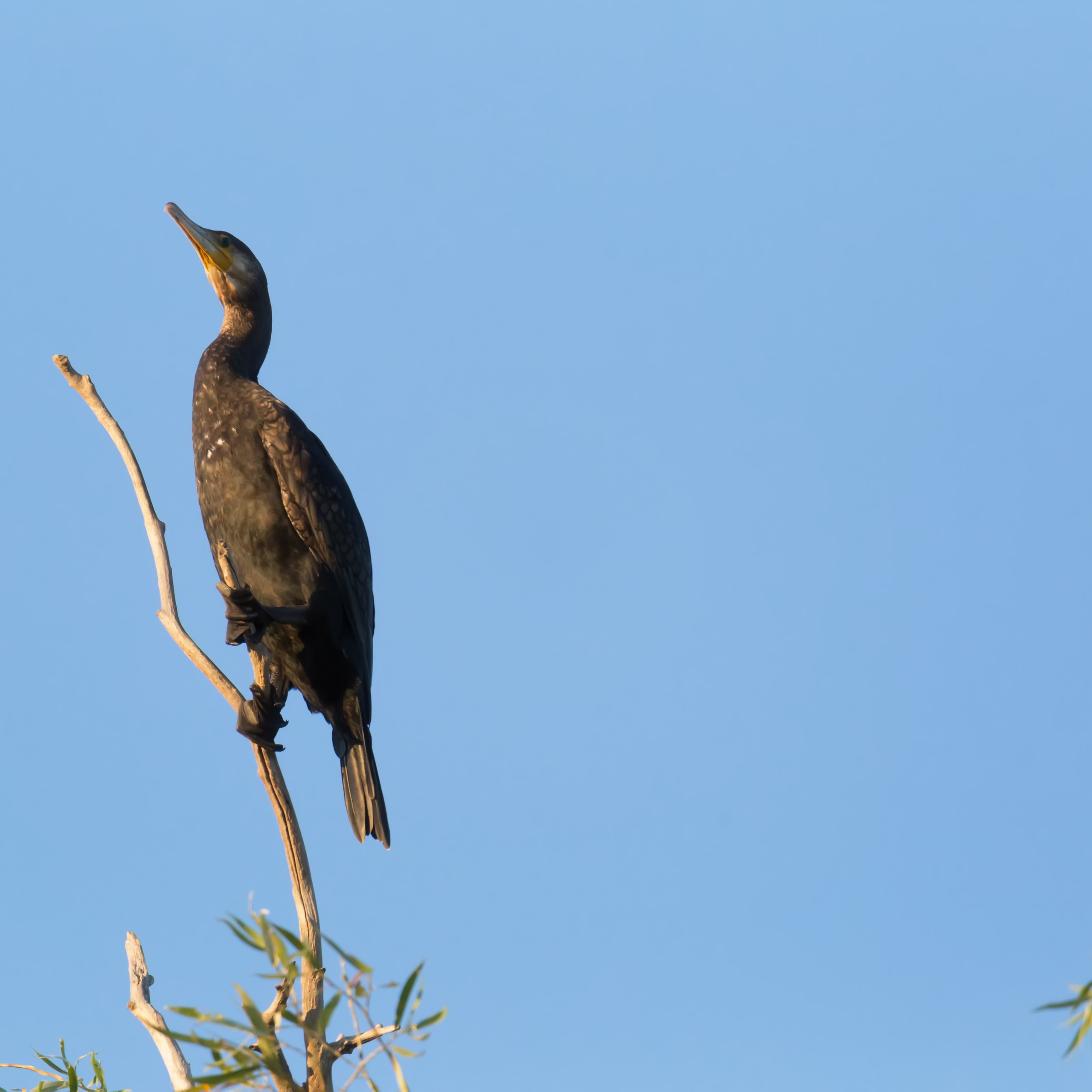 Большой Баклан. Астраханский биосферный заповедник. Астрахань. 