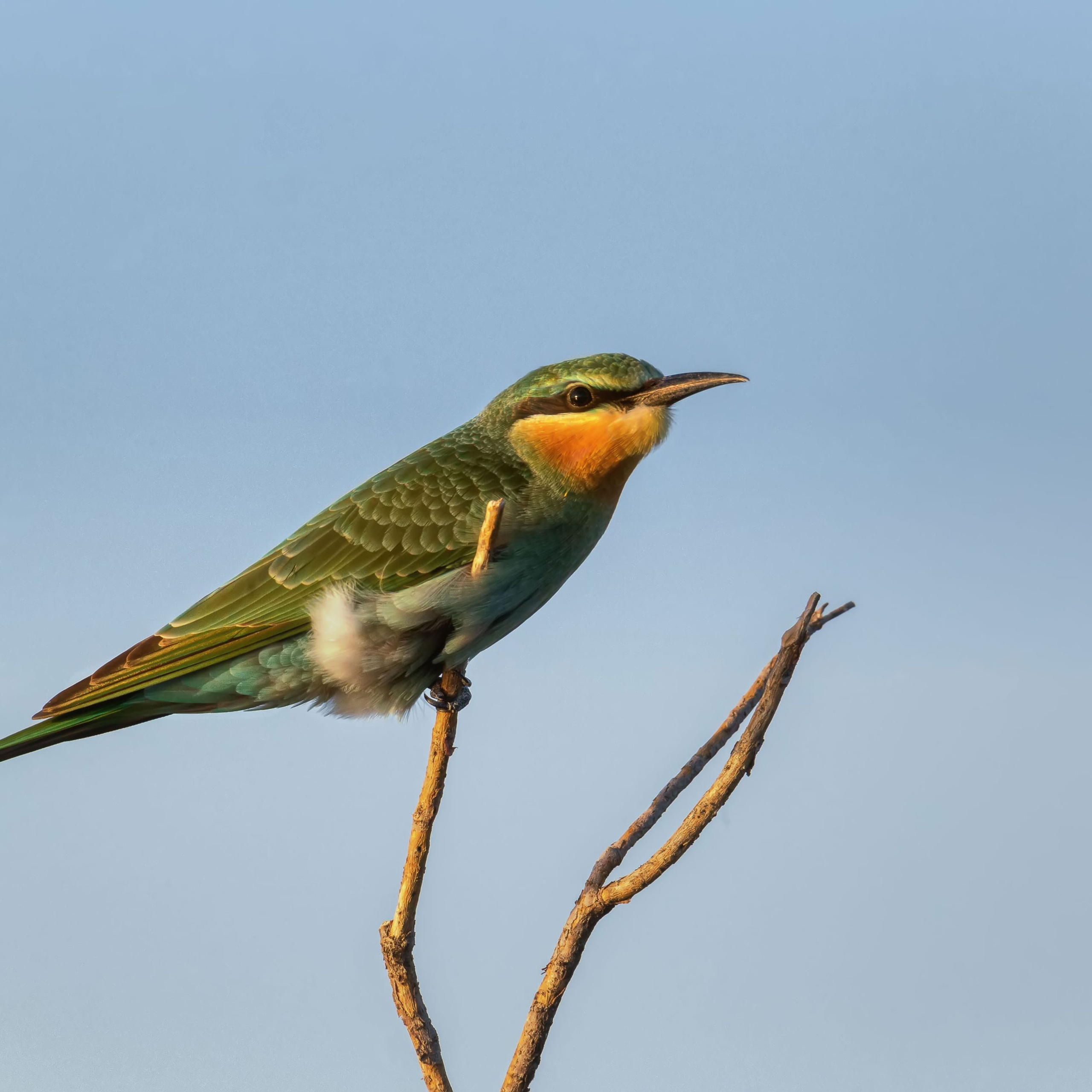Щурка зеленая. Заповедник "Черные земли". Республика Калмыкия. 