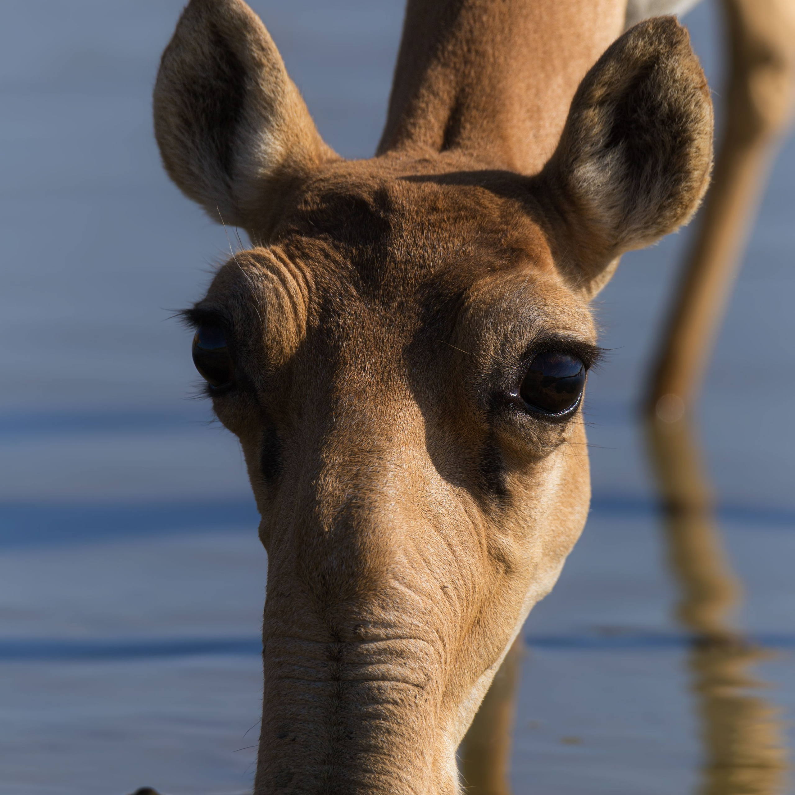 Сайгак. Заповедник "Черные земли". Республика Калмыкия. 