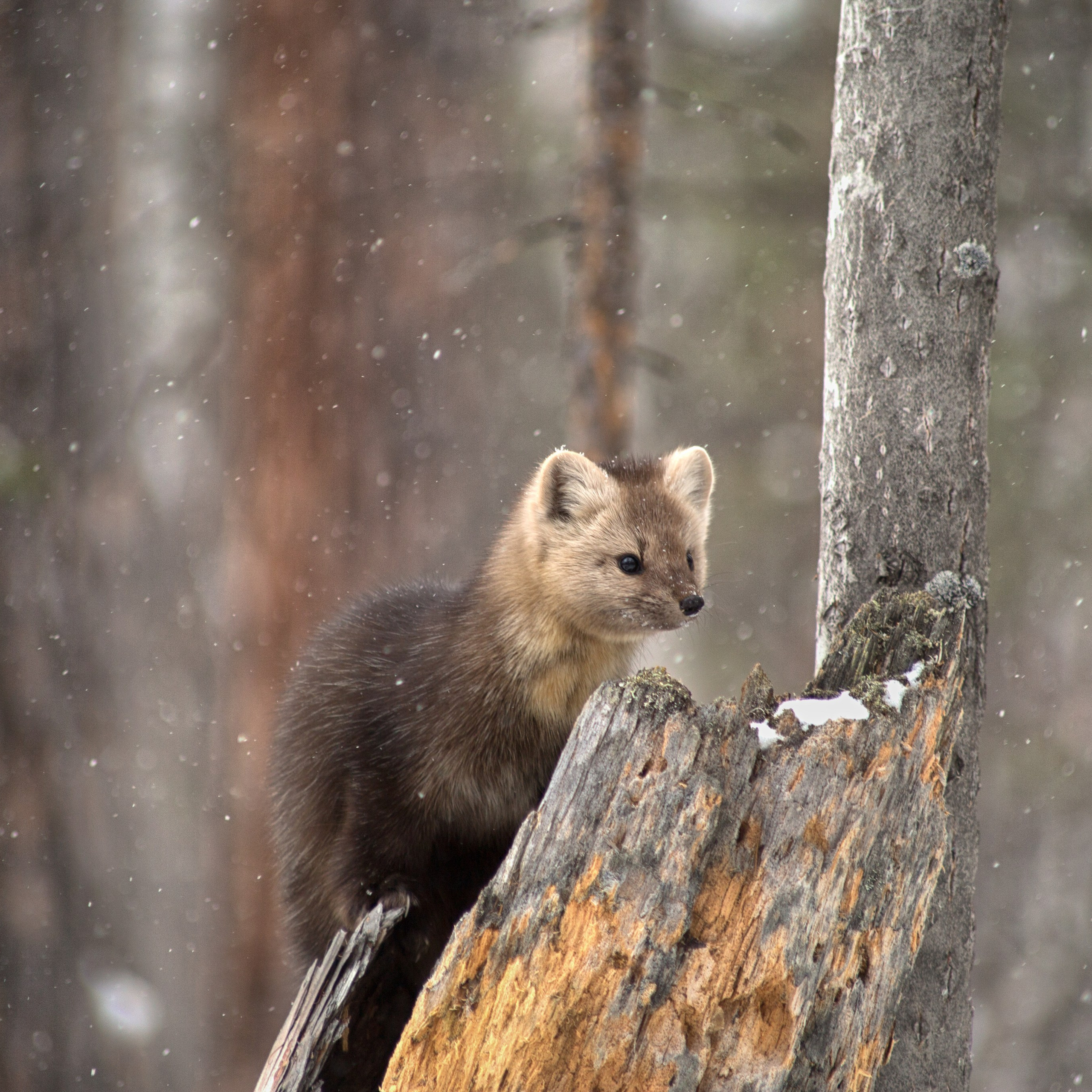 Соболь. Баргузинский заповедник. Республика Бурятия. 