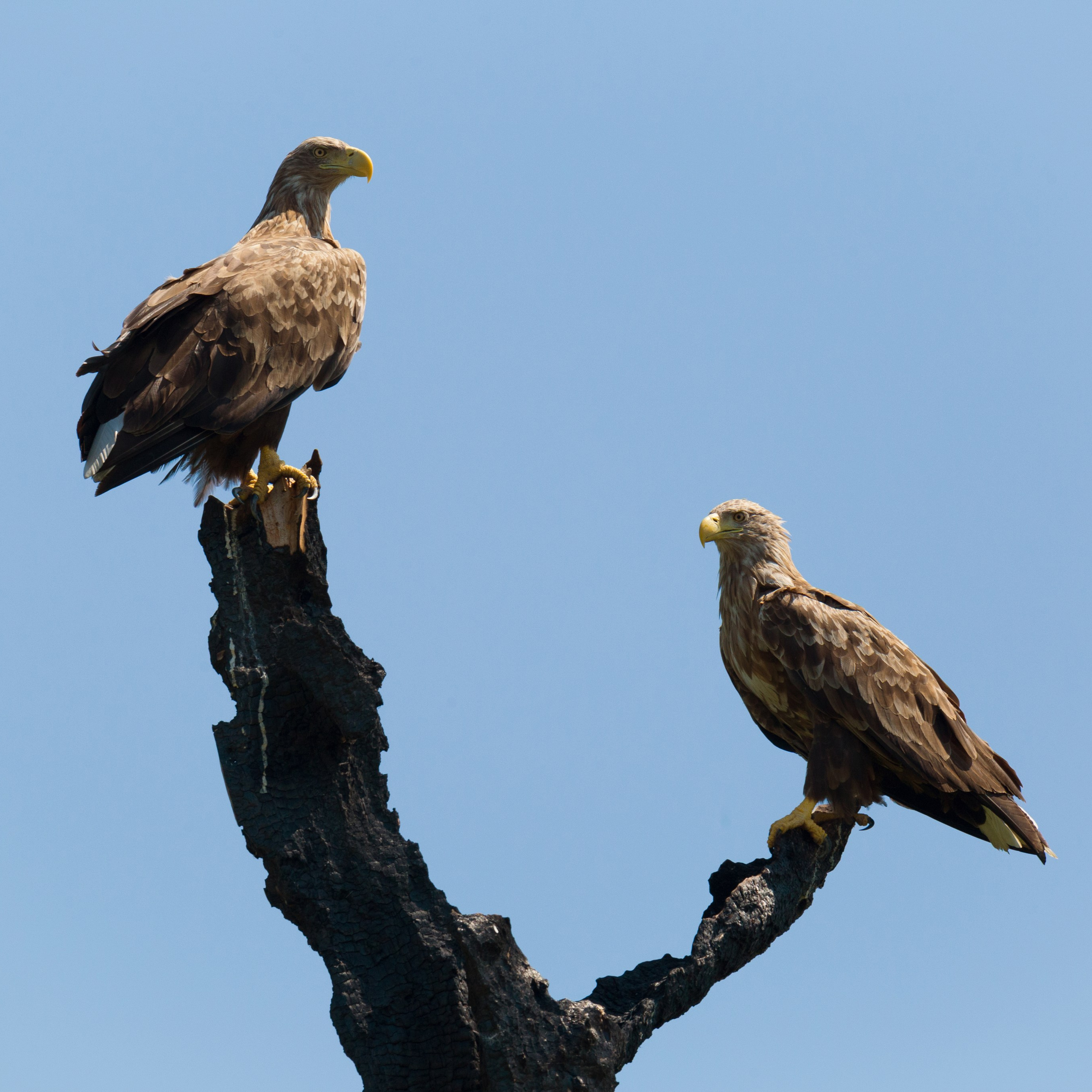 Анималистика. Пейзажный фотограф и фотограф-анималист