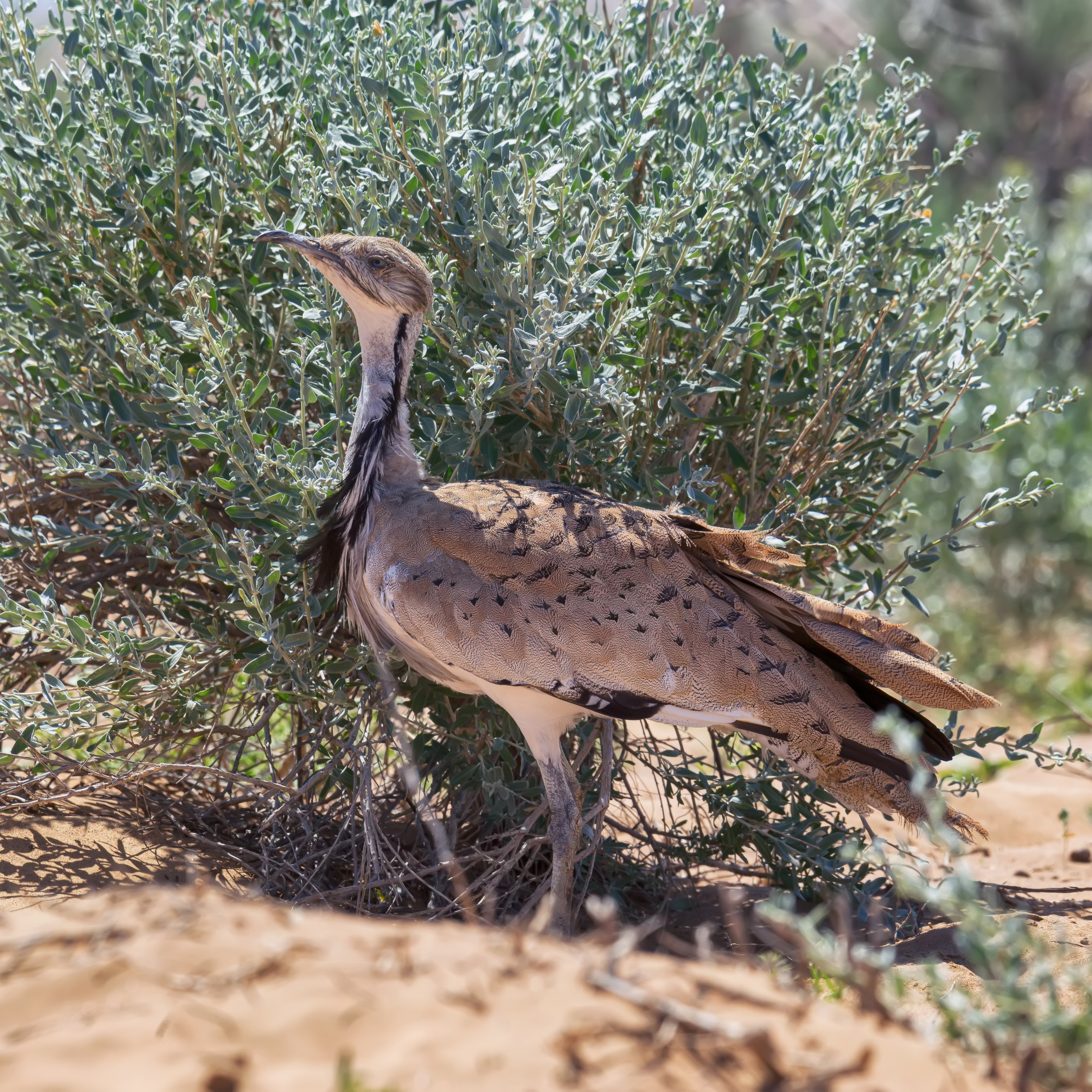 Джек (дрофа-красотка). Казахстан. 