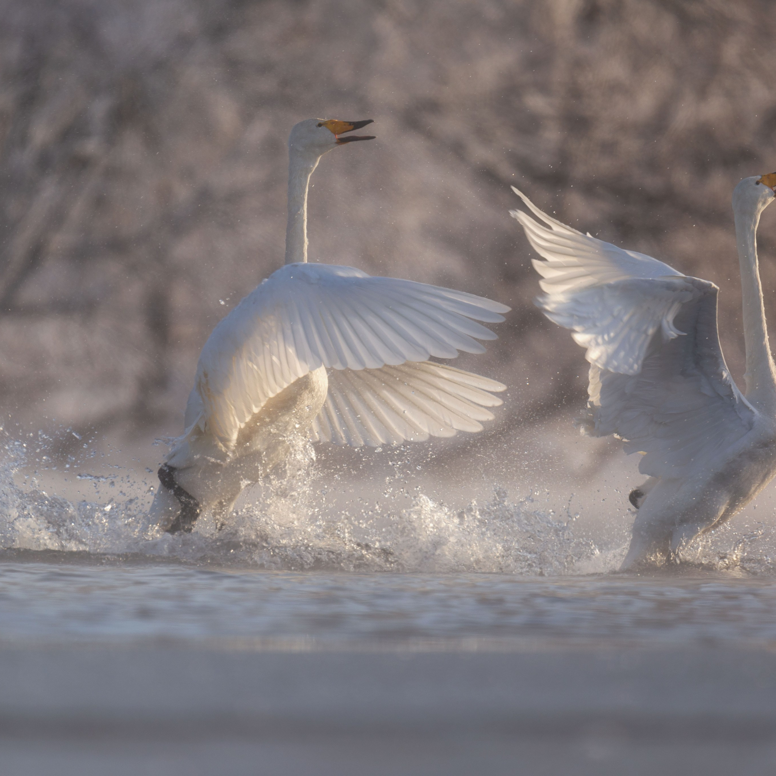 Лебеди шипуны. Заказник "Лебединый". Озеро Светлое, Алтайский край. 