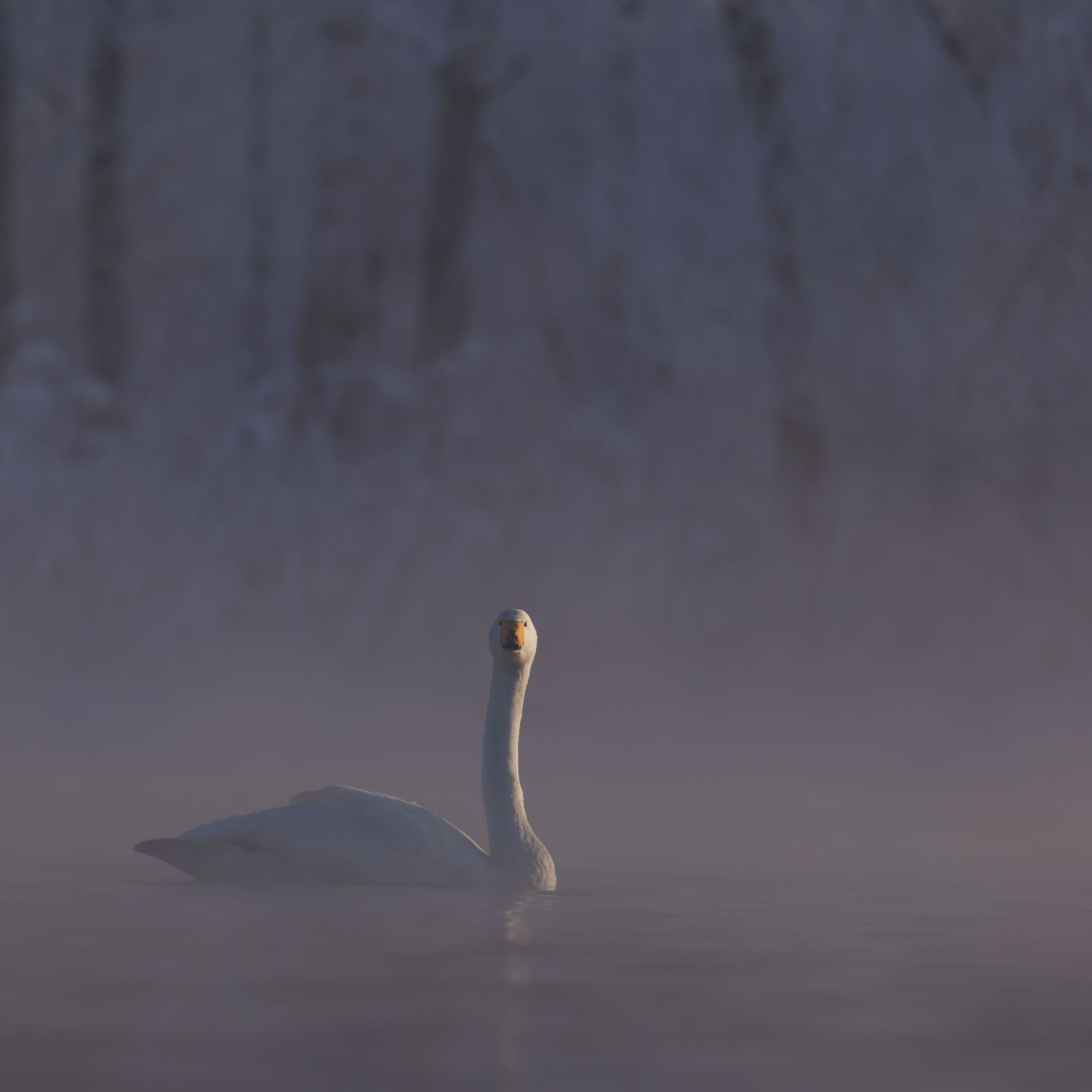 Анималистика. Пейзажный фотограф и фотограф-анималист