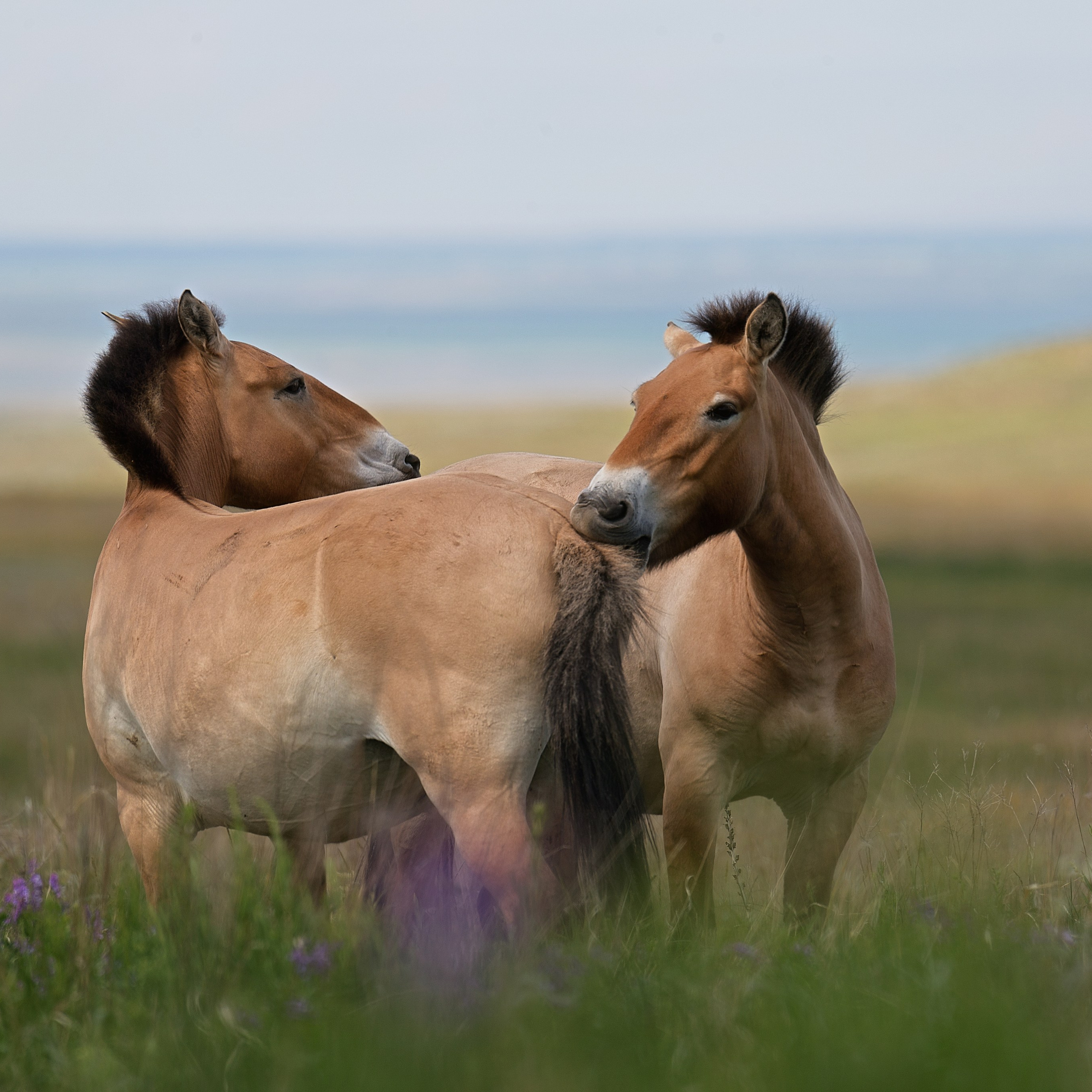 Лошади Пржевальского. Оренбургский заповедник. 