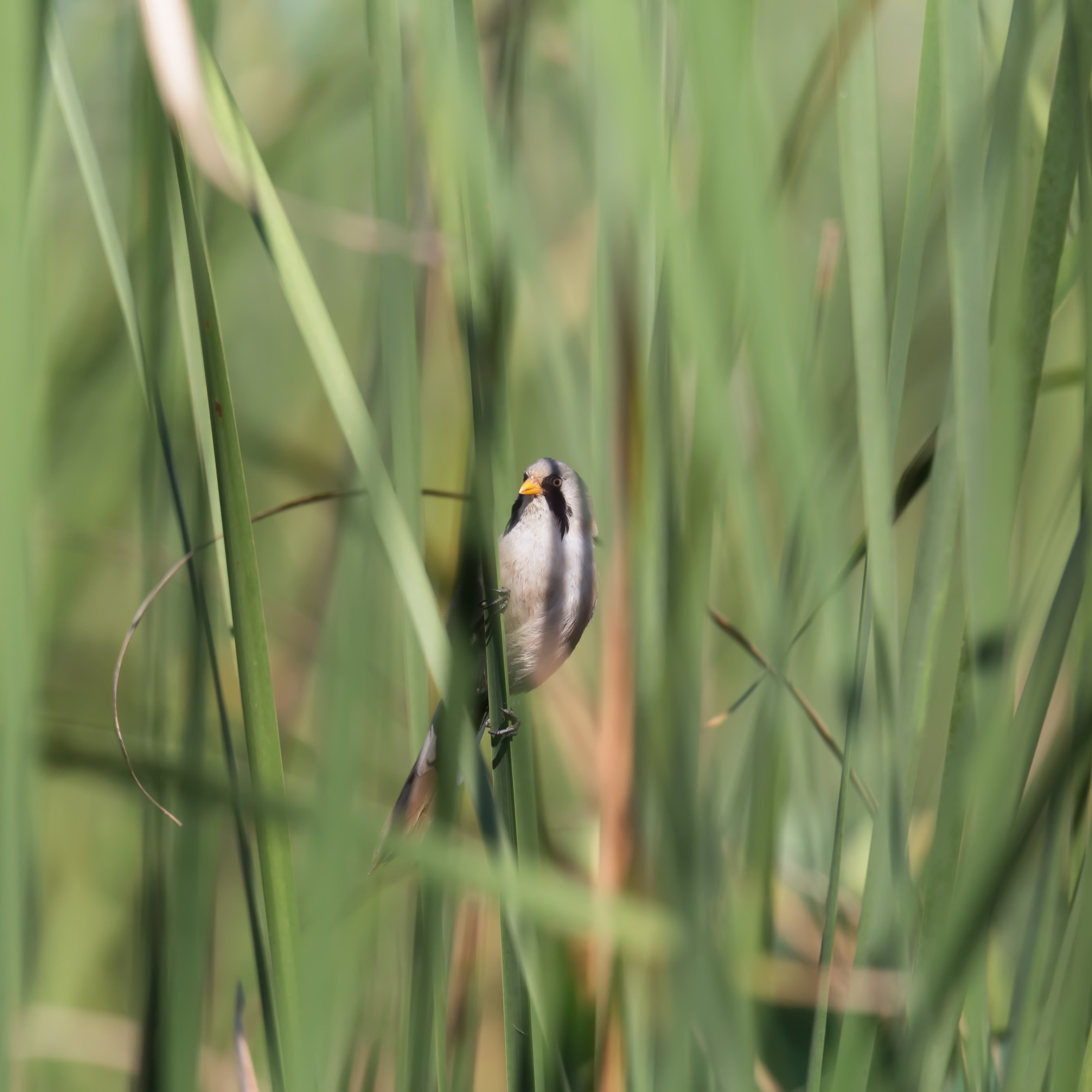 Усатая синица. Астраханский биосферный заповедник. Астрахань. 