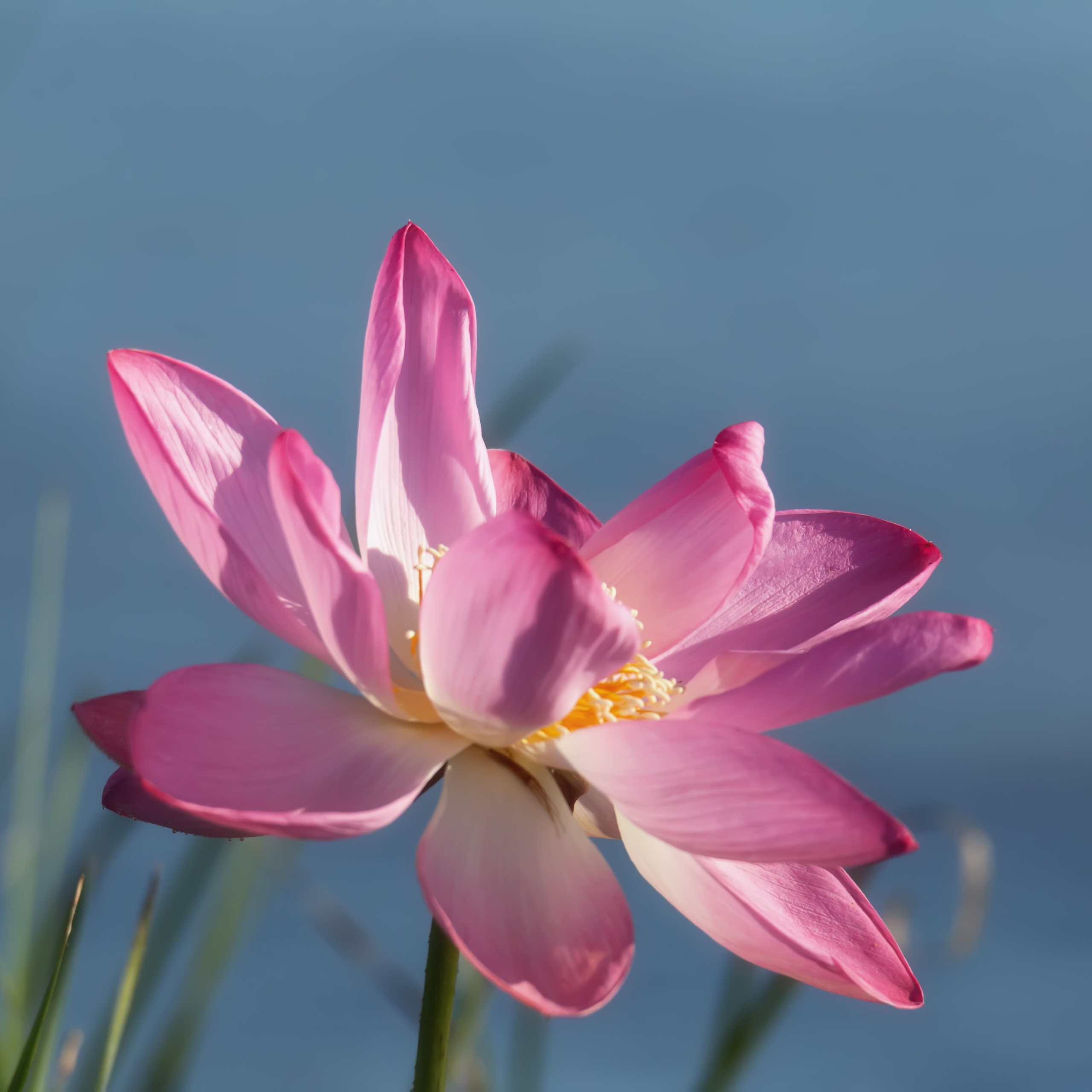 Лотос. Астраханский биосферный заповедник. Астрахань. 