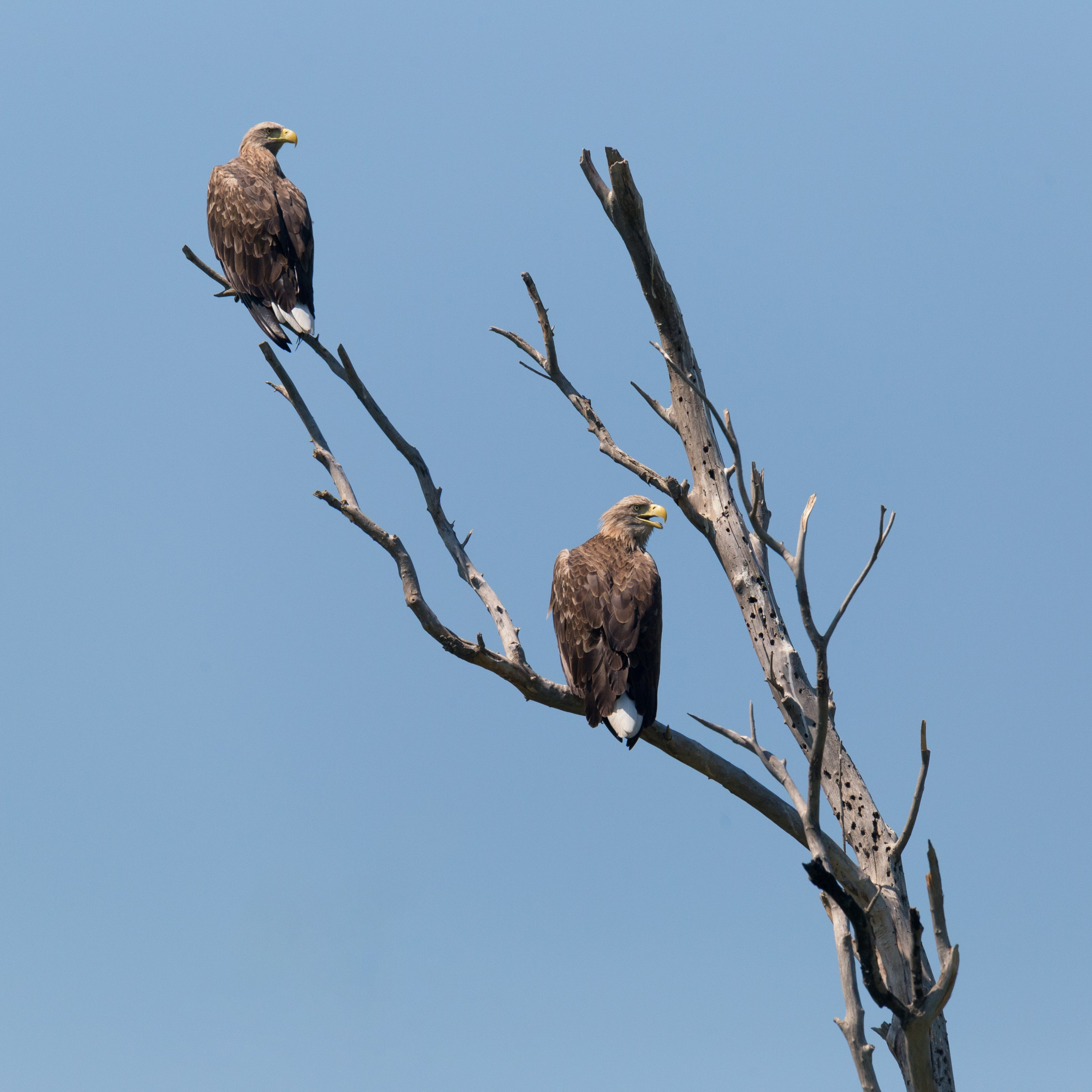 Орлан-белохвост. Астраханский биосферный заповедник. Астрахань.