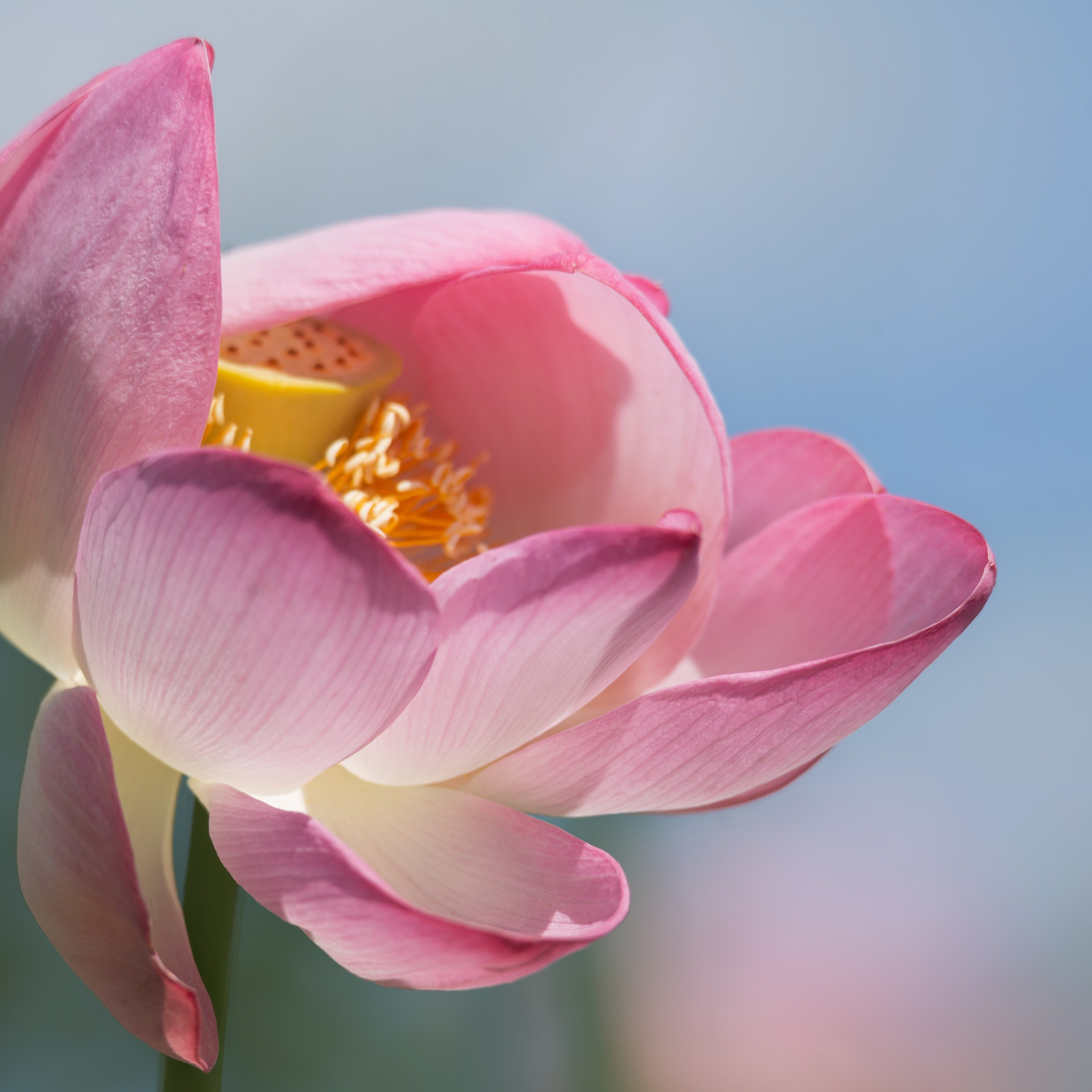 Лотос каспийский. Астраханский биосферный заповедник. Астрахань. 