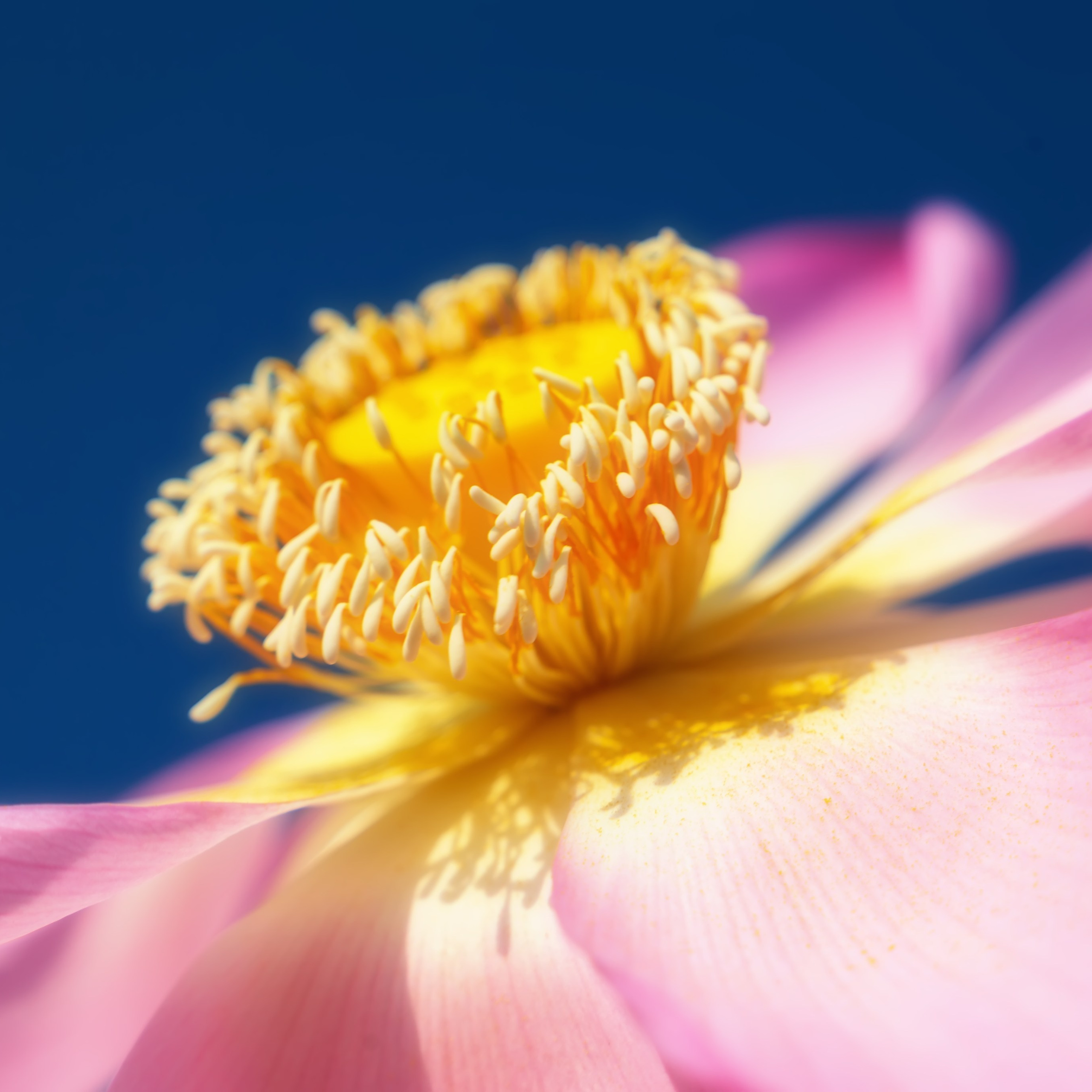 Лотос. Астраханский биосферный заповедник. Астрахань. 