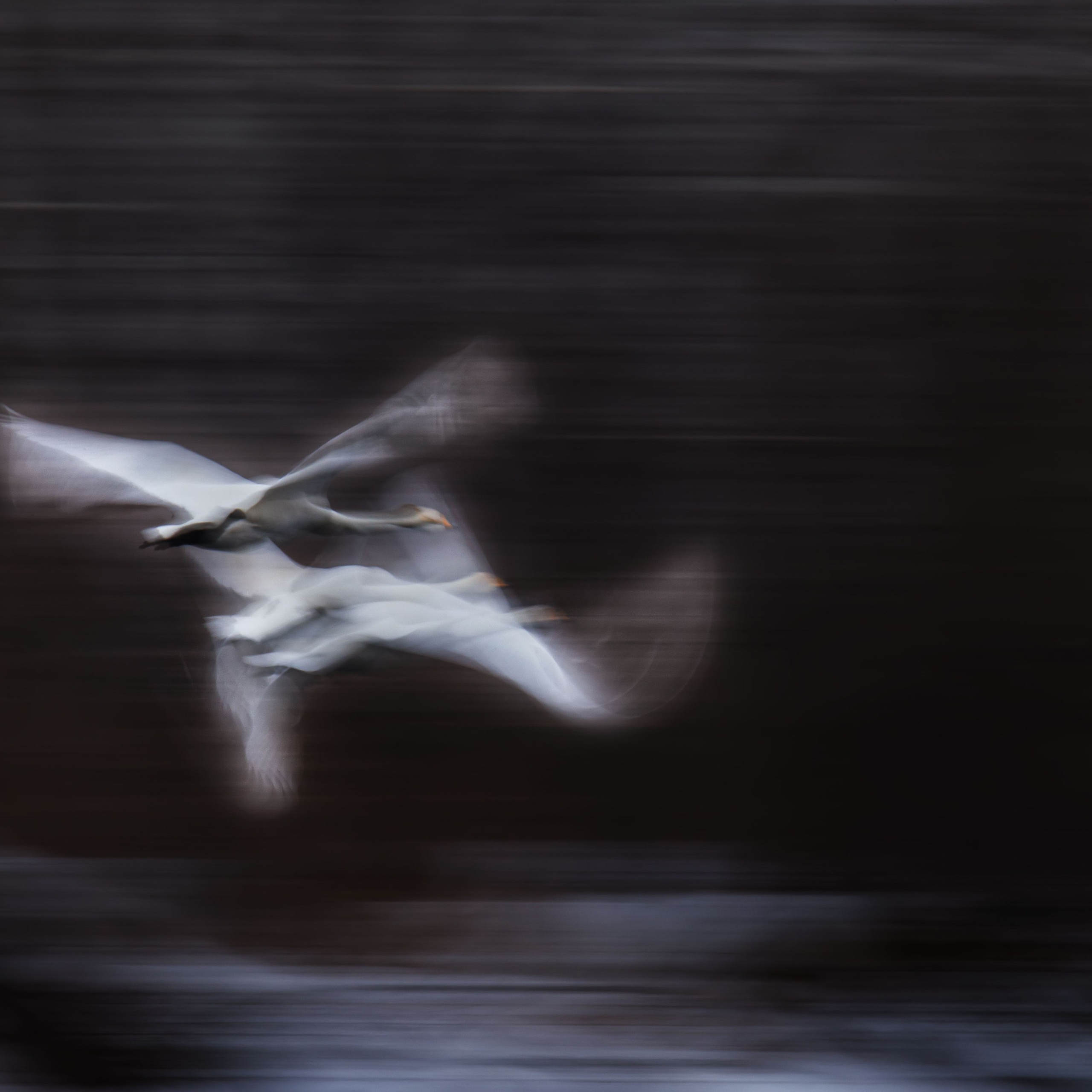 Лебеди шипуны. Заказник "Лебединый". Озеро Светлое, Алтайский край. 