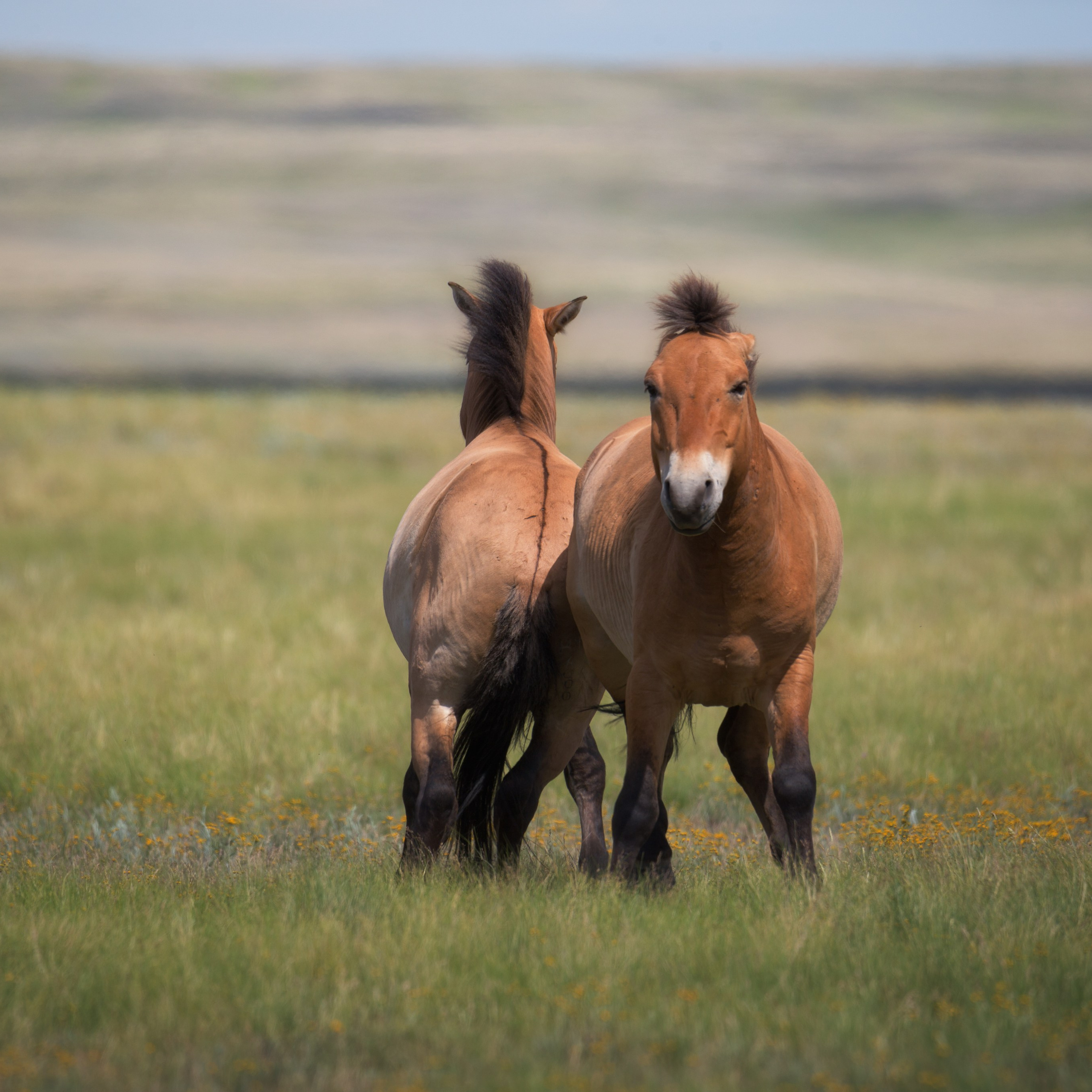 Лошади Пржевальского. Оренбургский заповедник. 