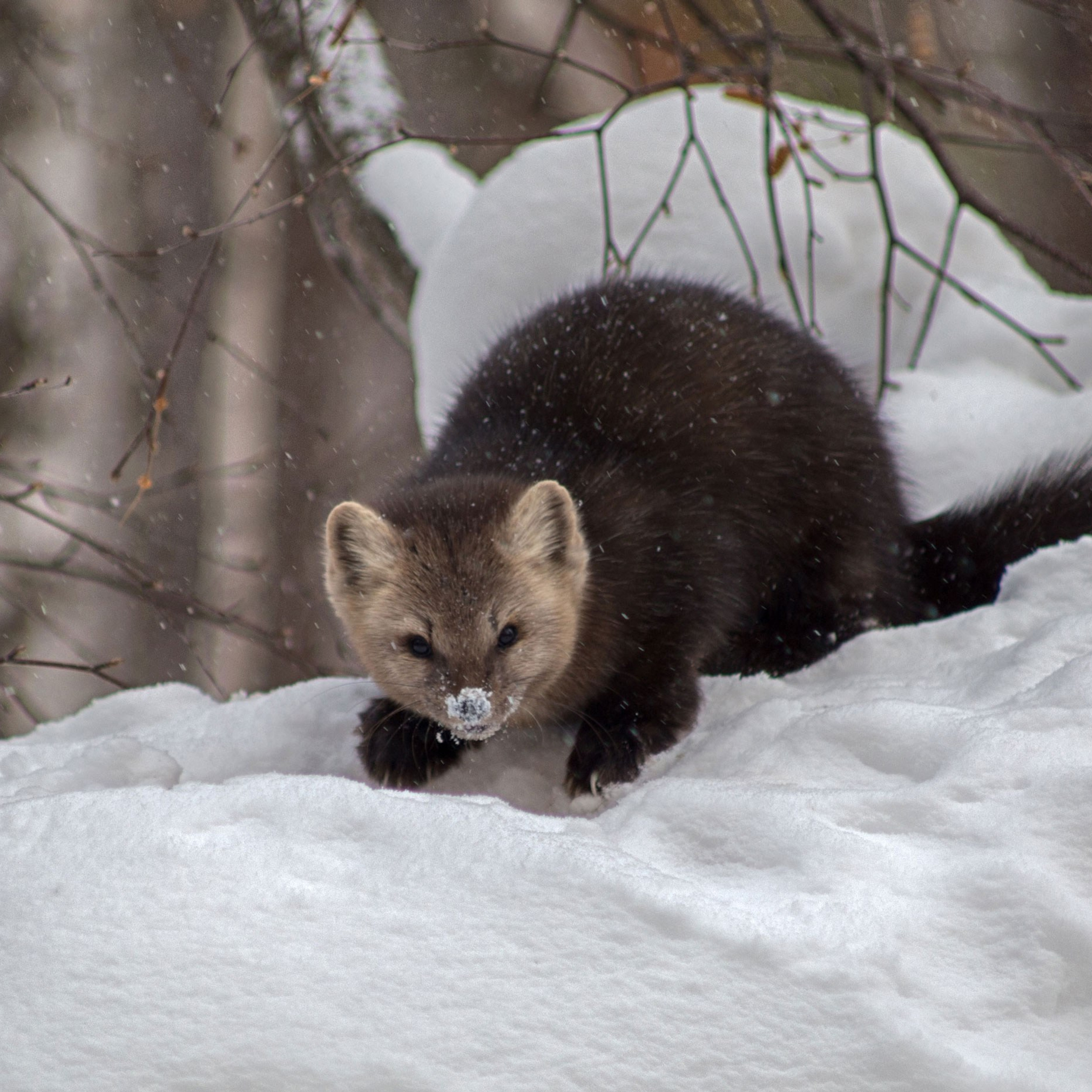 Анималистика. Пейзажный фотограф и фотограф-анималист