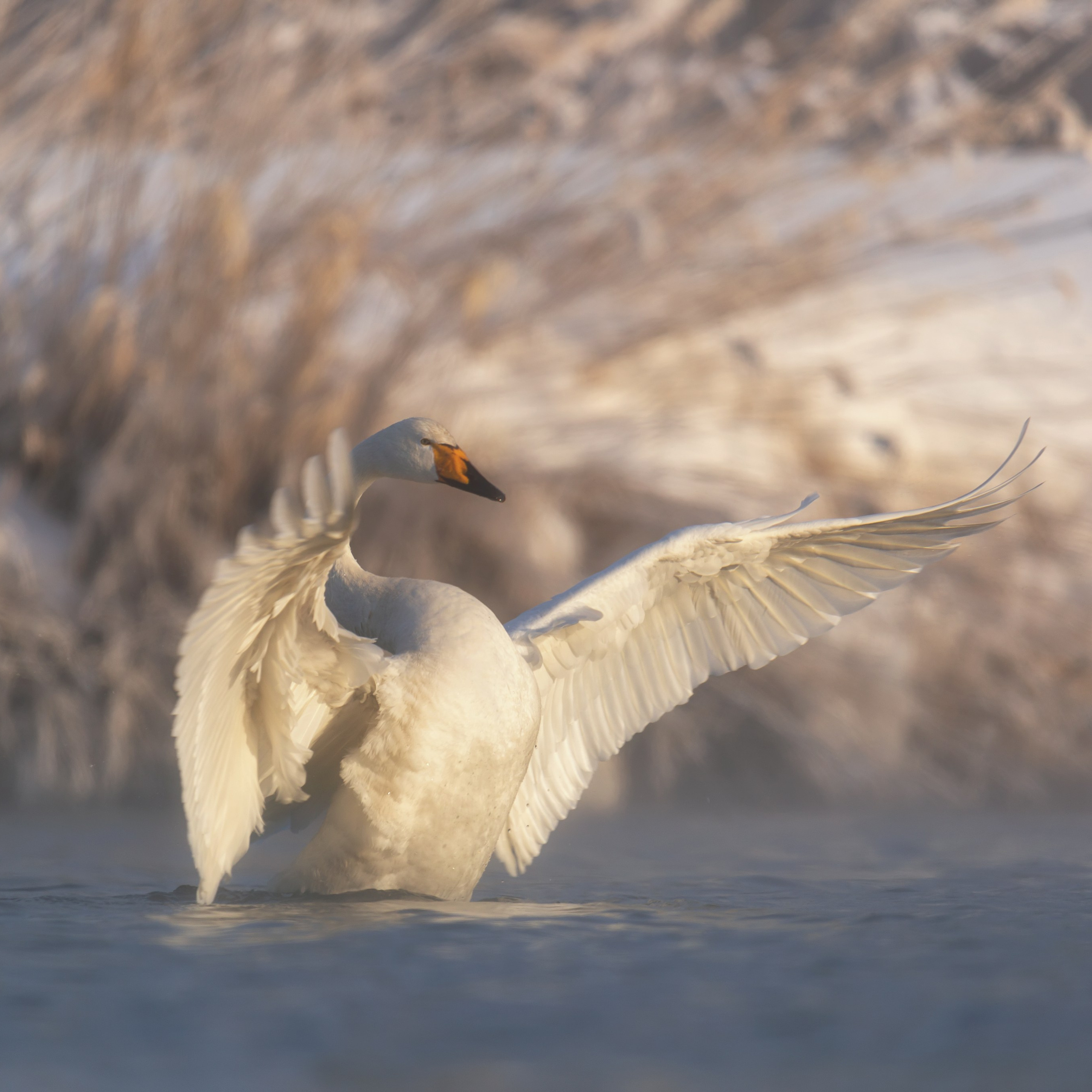 Лебеди шипуны. Заказник "Лебединый". Озеро Светлое, Алтайский край. 