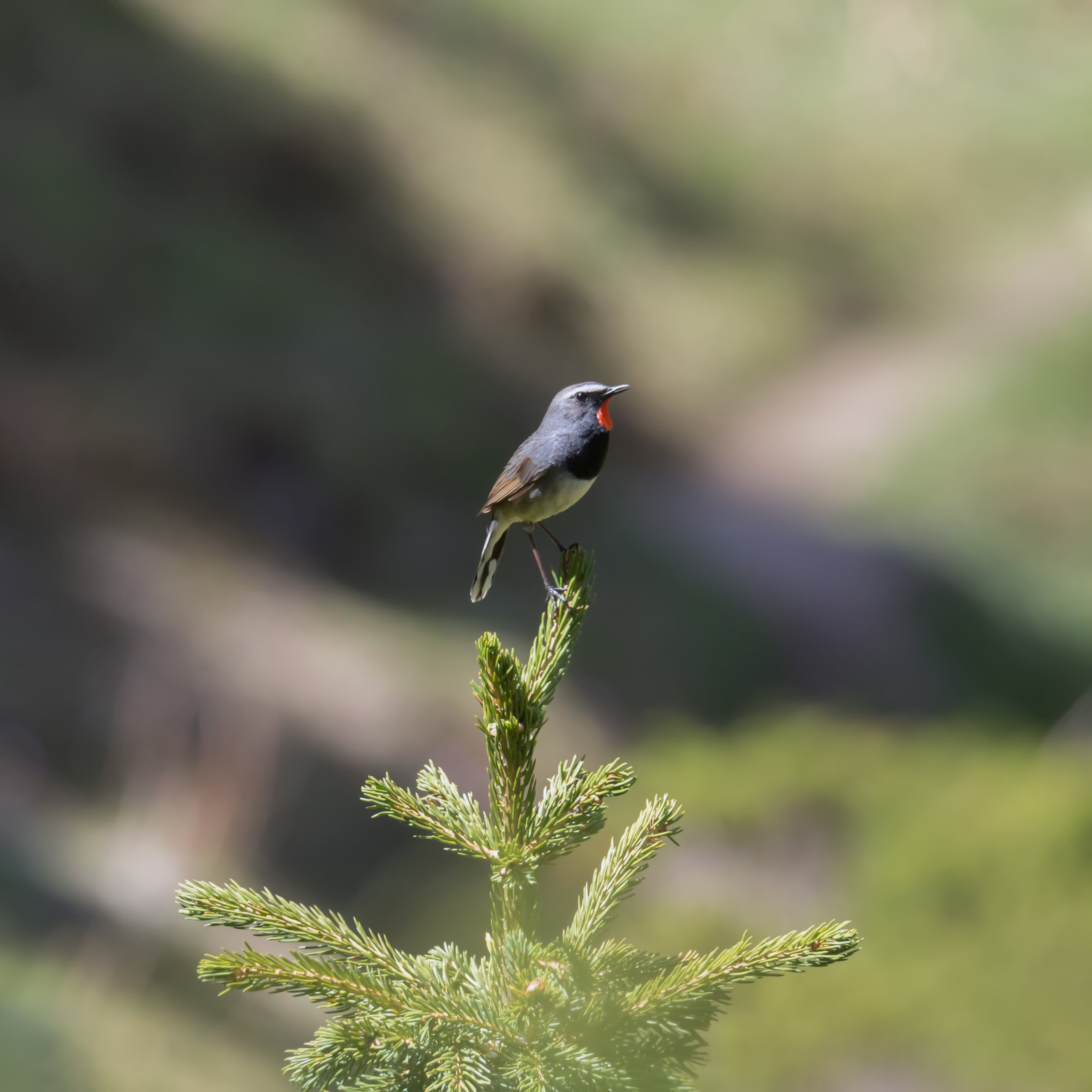 Седоголовая красношейка (соловей-красношейка). Казахстан. 