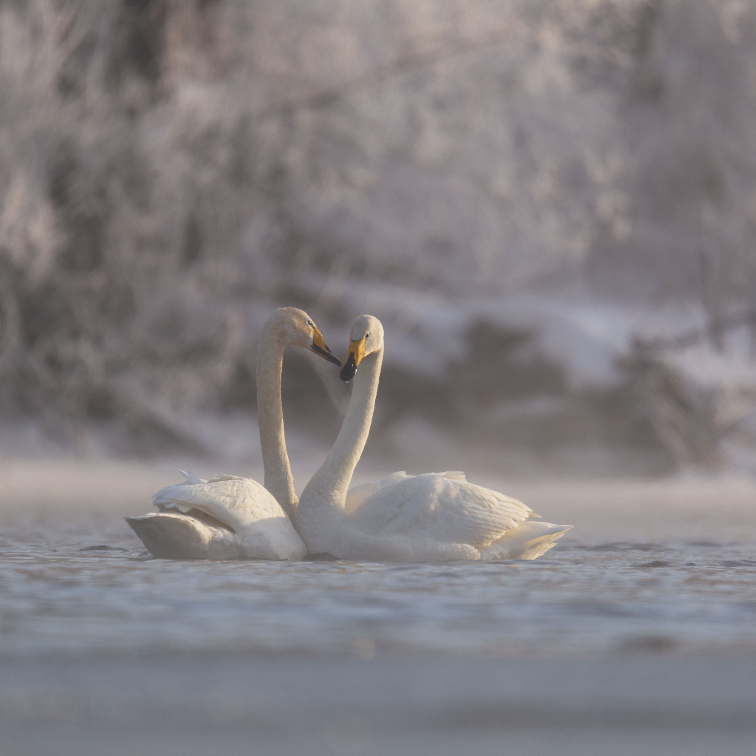 Лебеди шипуны. Заказник "Лебединый". Озеро Светлое, Алтайский край. 