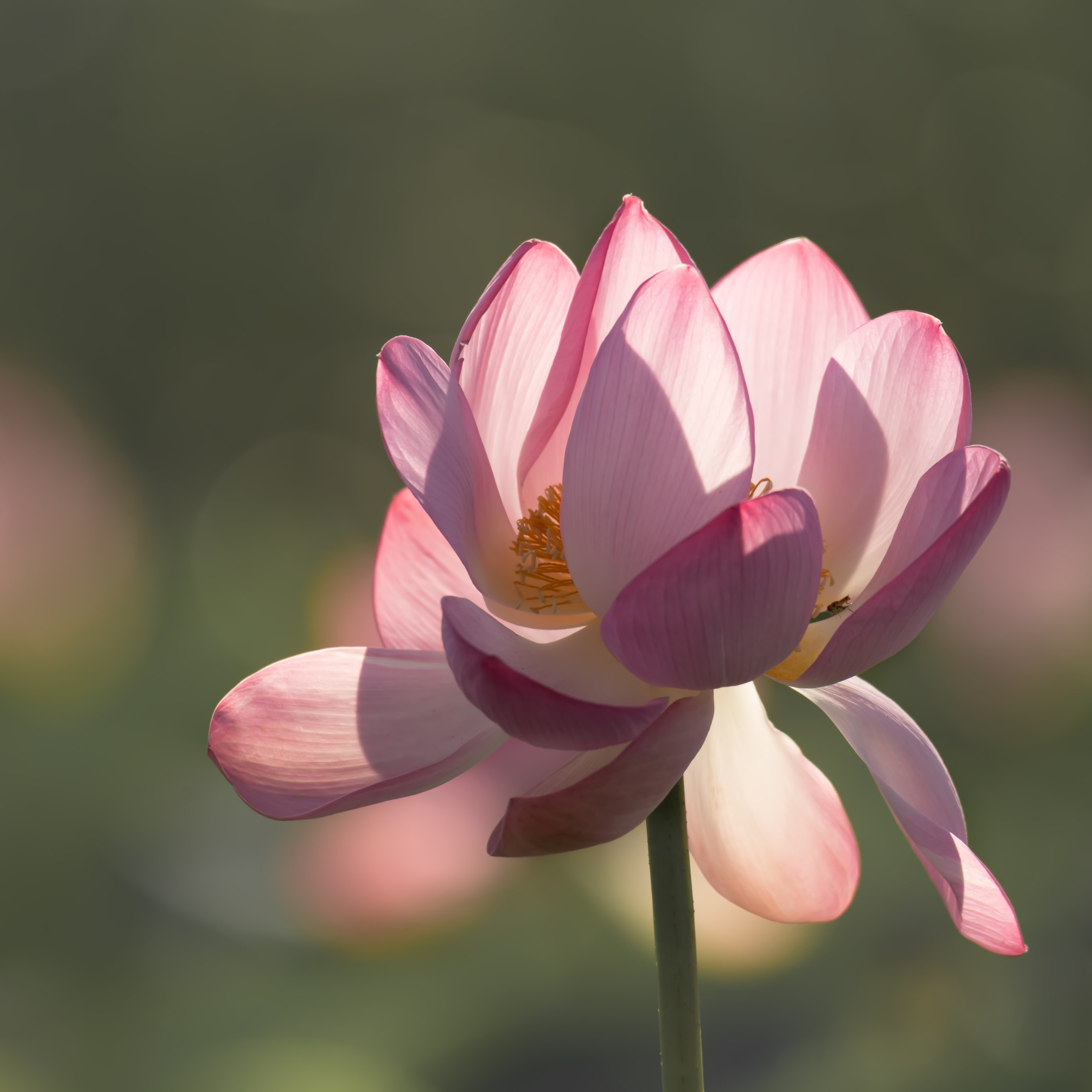 Лотос каспийский. Астраханский биосферный заповедник. Астрахань. 