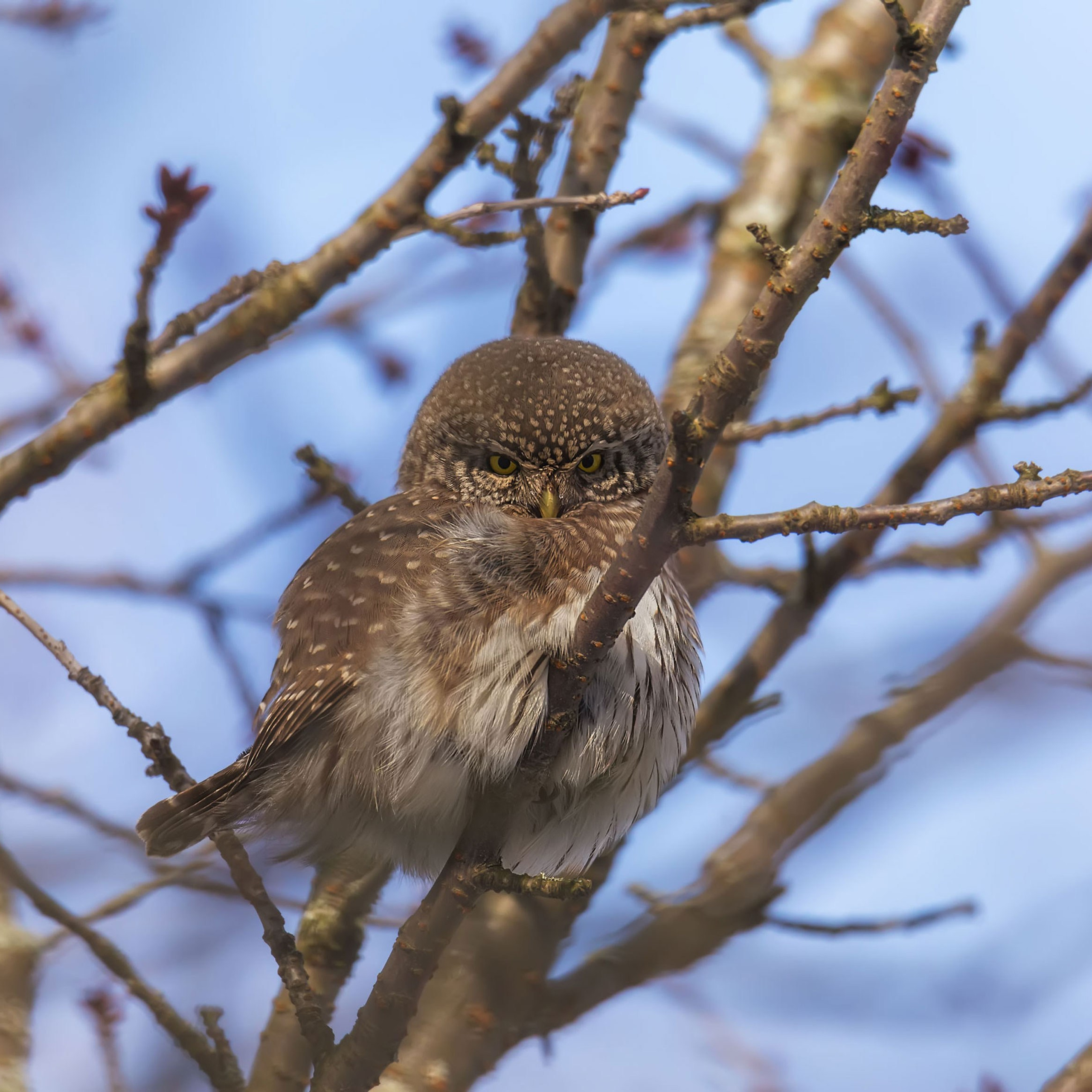 Воробьиный сыч. ГБС, Москва. 