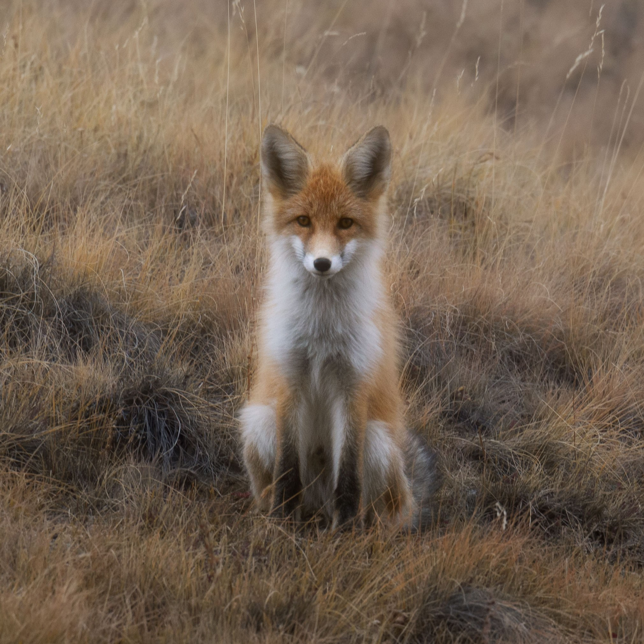 Анималистика. Пейзажный фотограф и фотограф-анималист