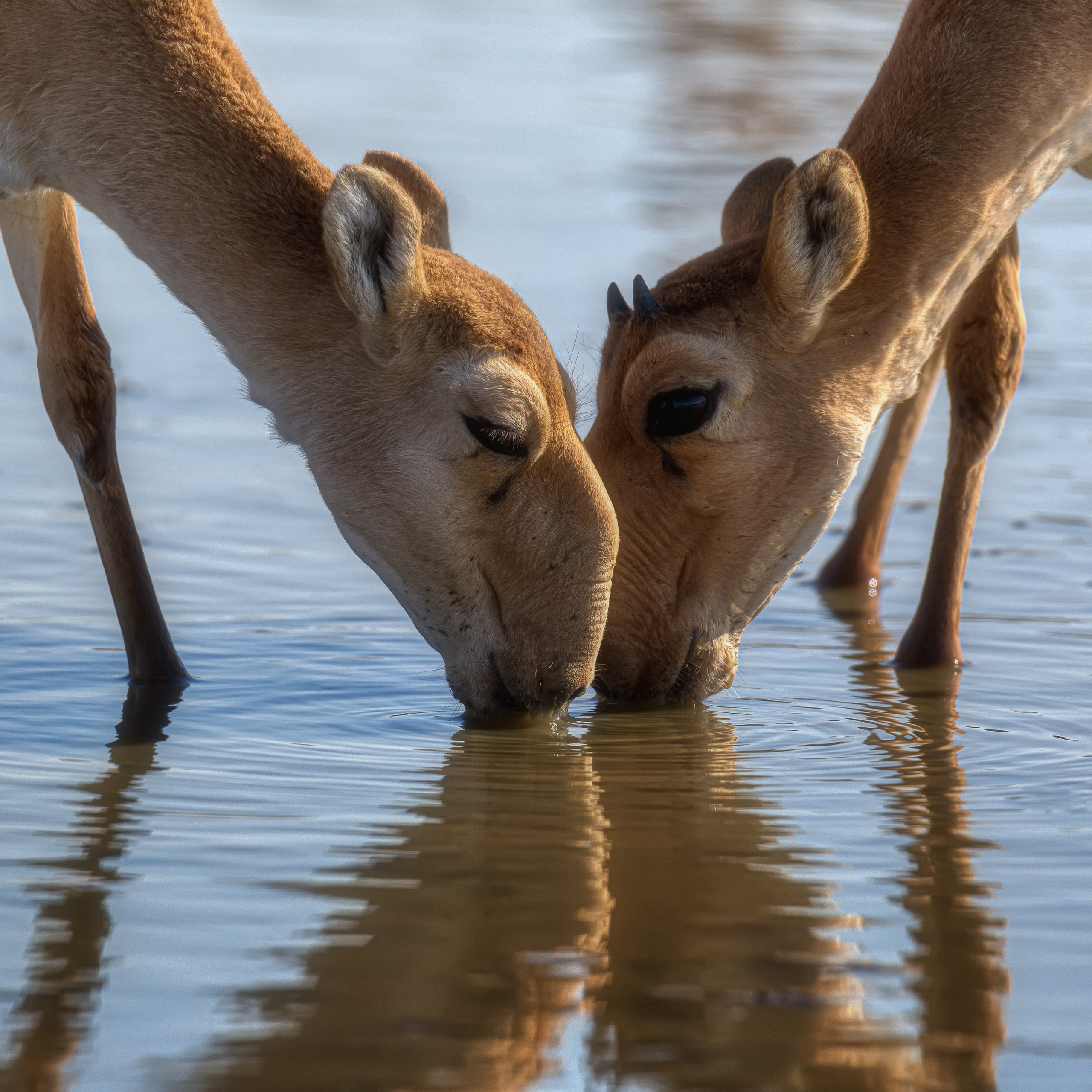 Сайгак. Заповедник "Черные земли". Республика Калмыкия. 