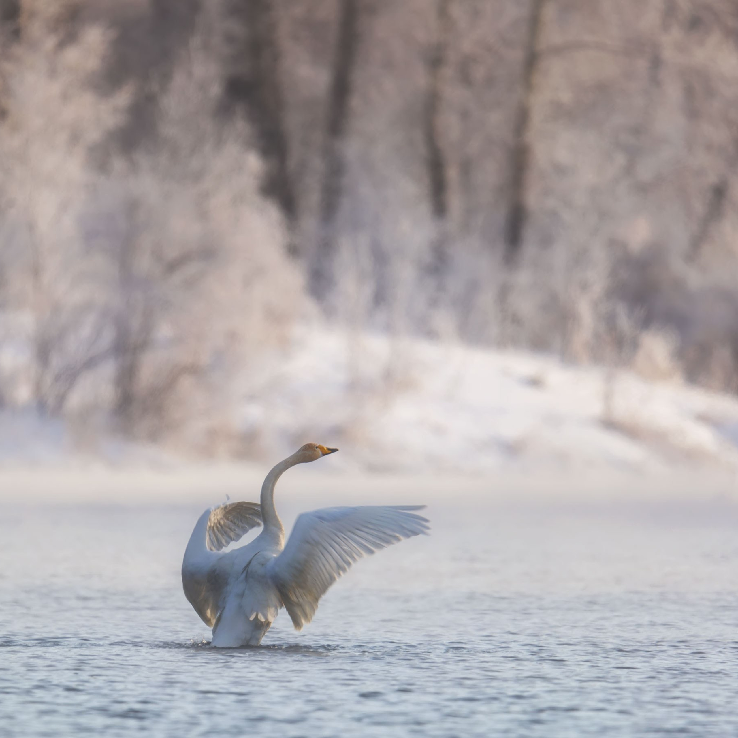 Анималистика. Пейзажный фотограф и фотограф-анималист