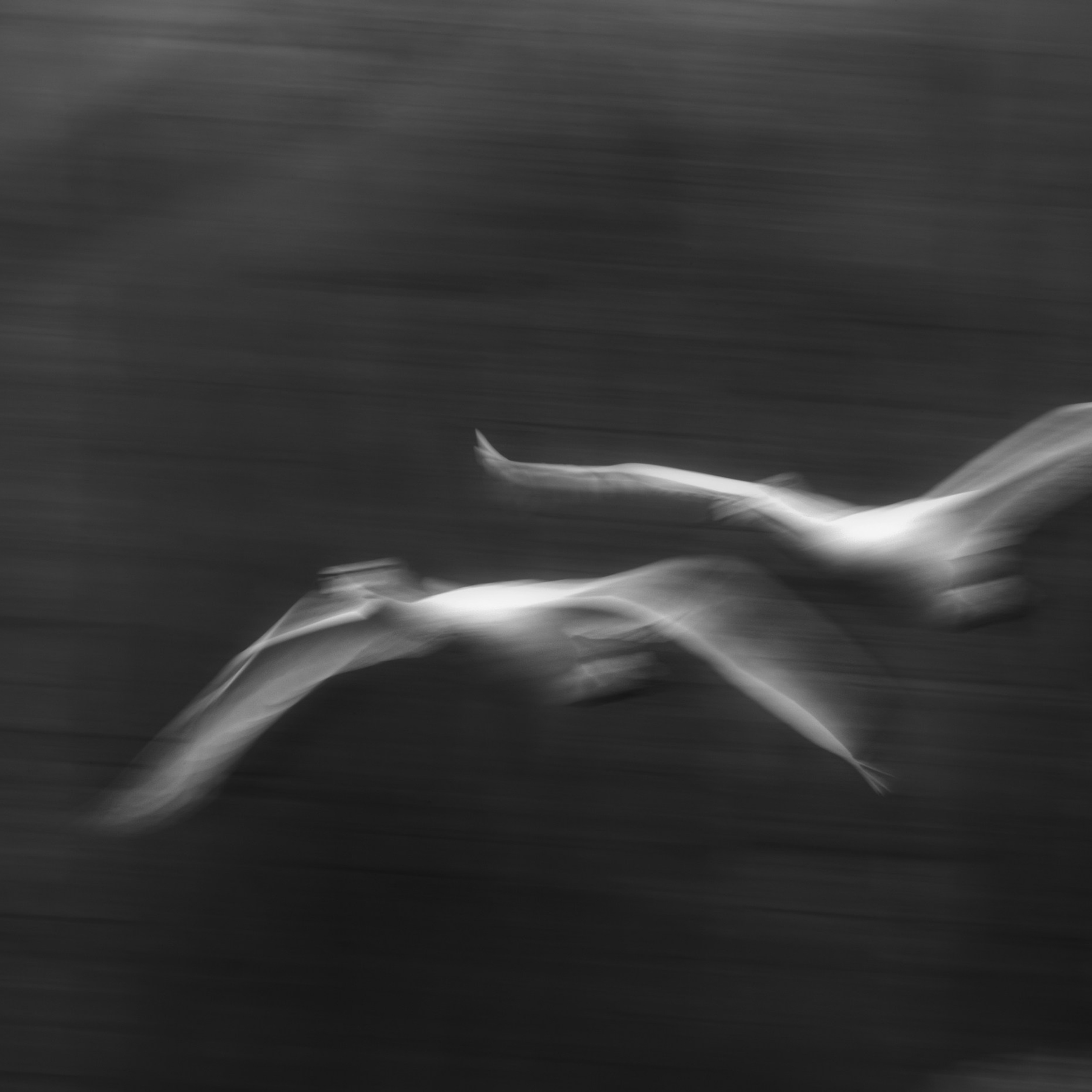 Анималистика. Пейзажный фотограф и фотограф-анималист