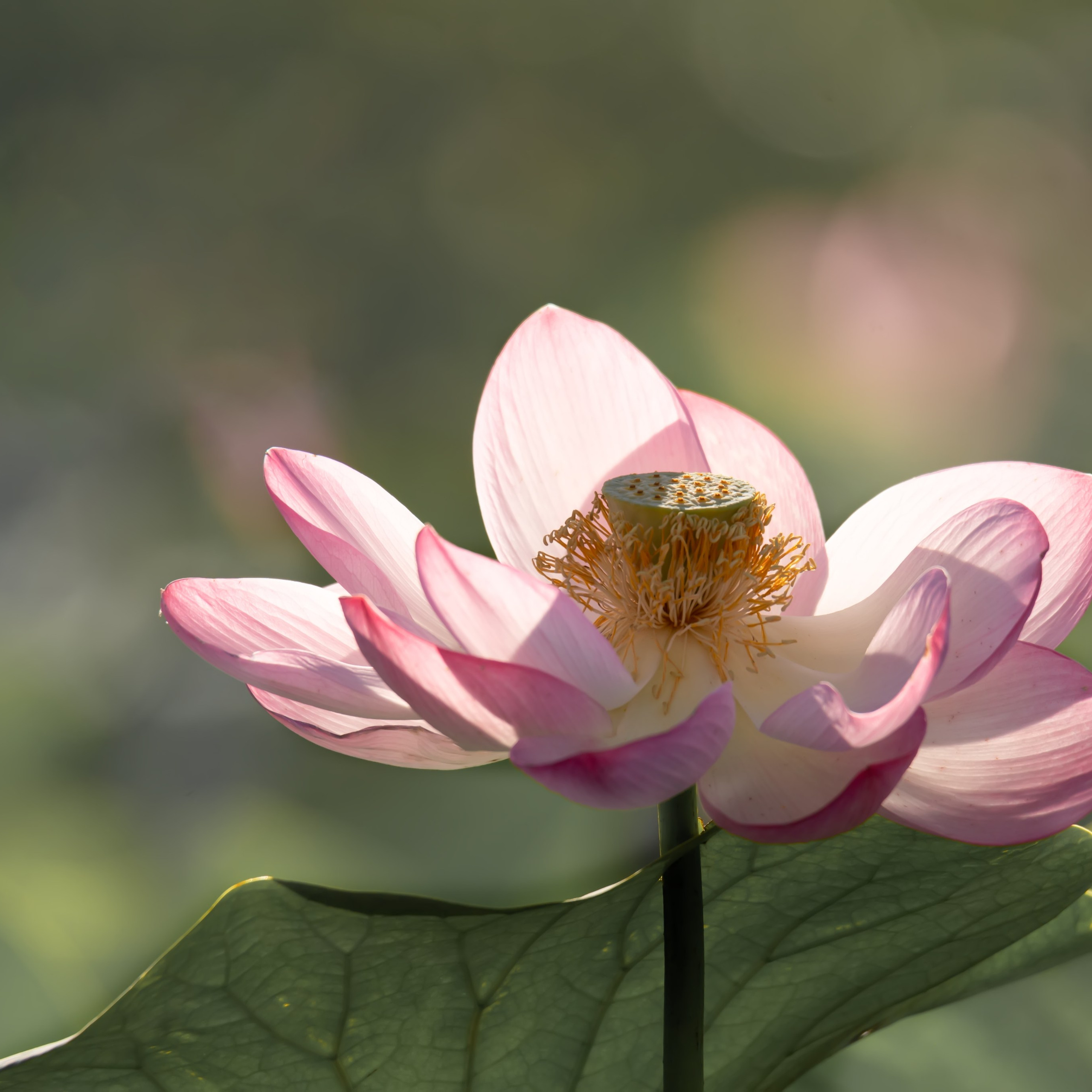 Лотос каспийский. Астраханский биосферный заповедник. Астрахань. 