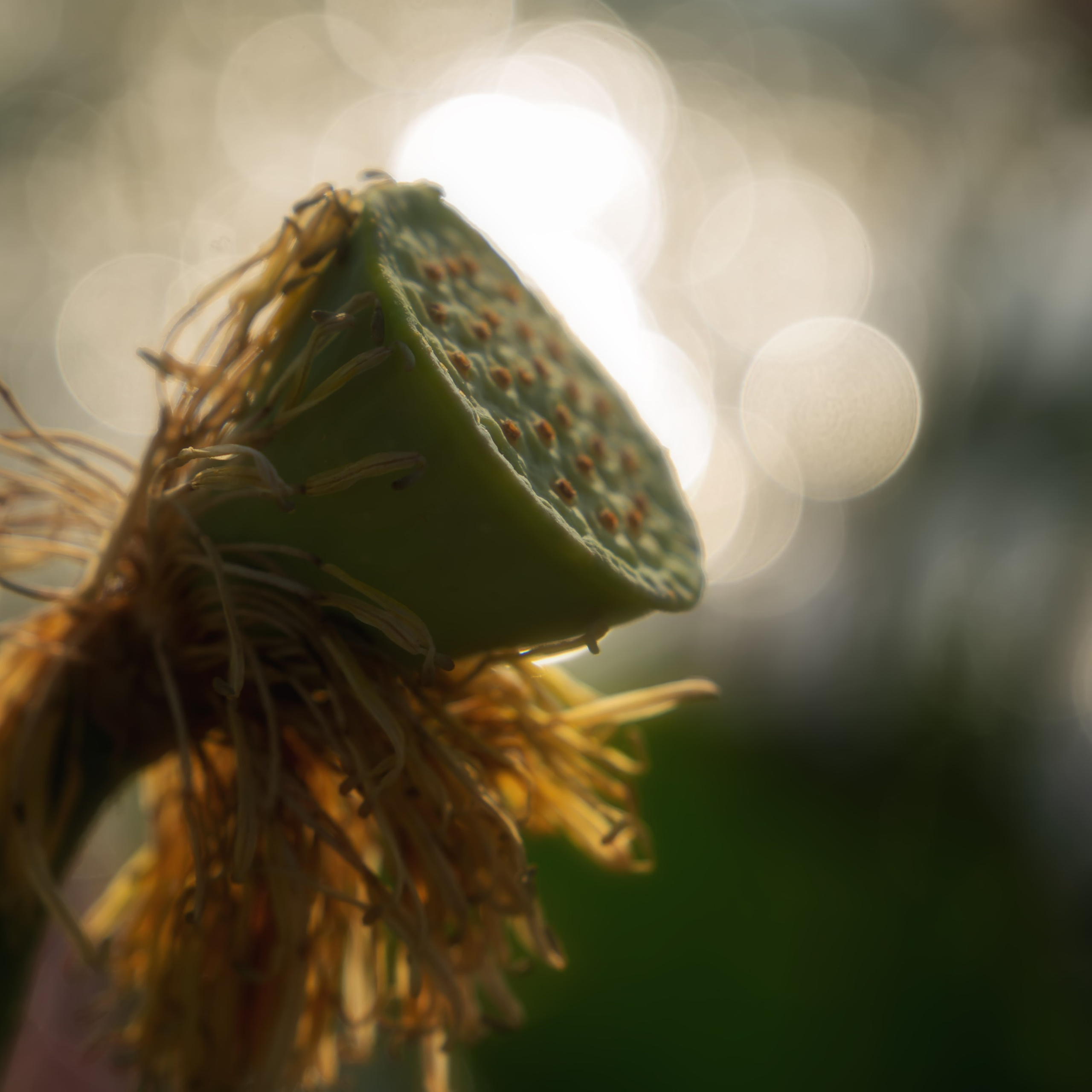 Лотос. Астраханский биосферный заповедник. Астрахань. 