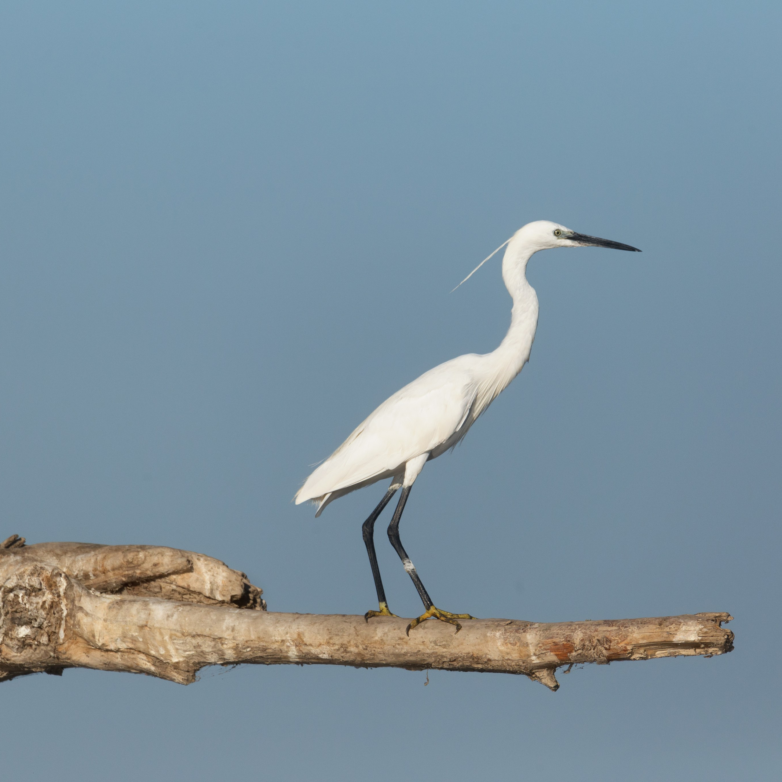Малая белая цапля. Астраханский биосферный заповедник. Астрахань. 
