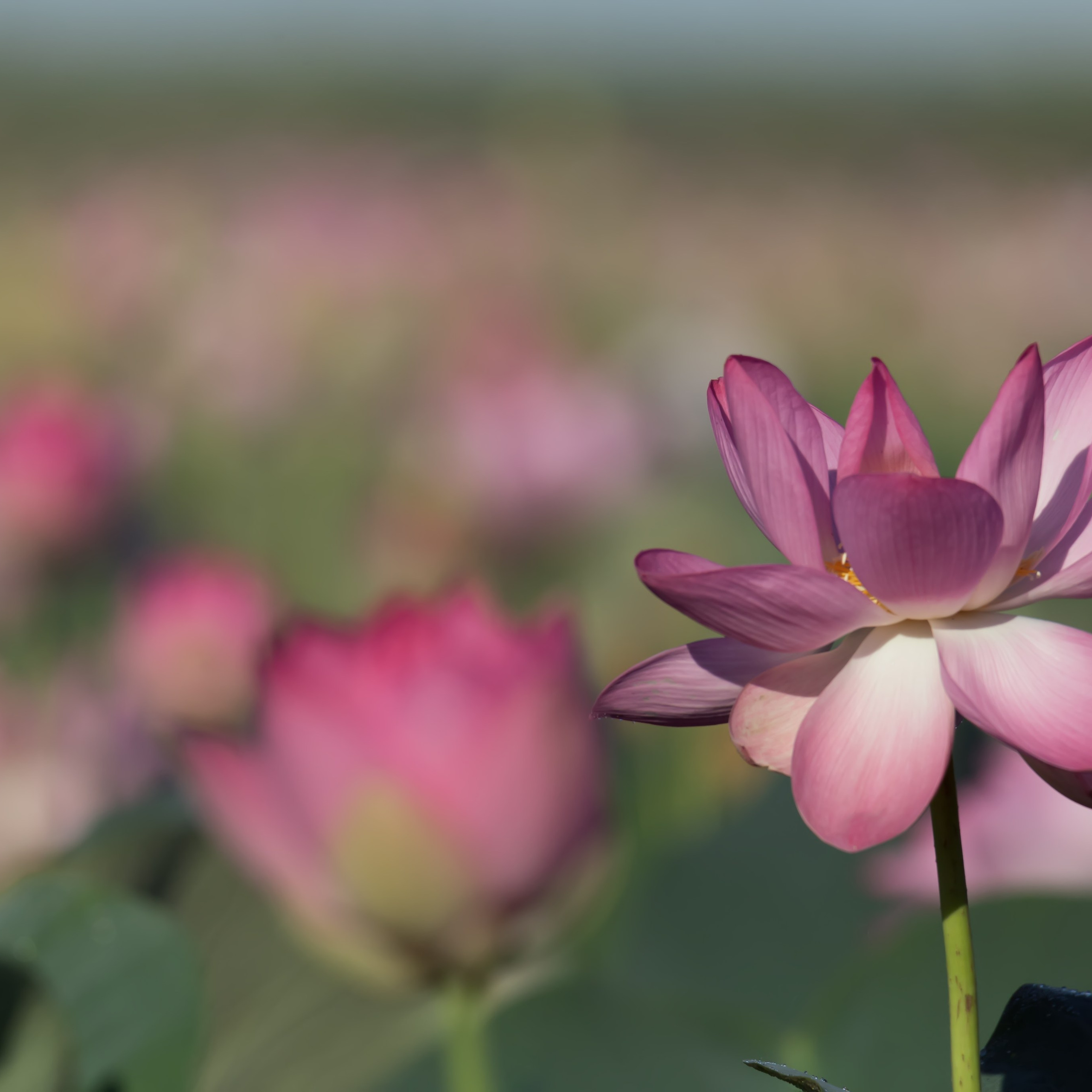 Лотос. Астраханский биосферный заповедник. Астрахань. 