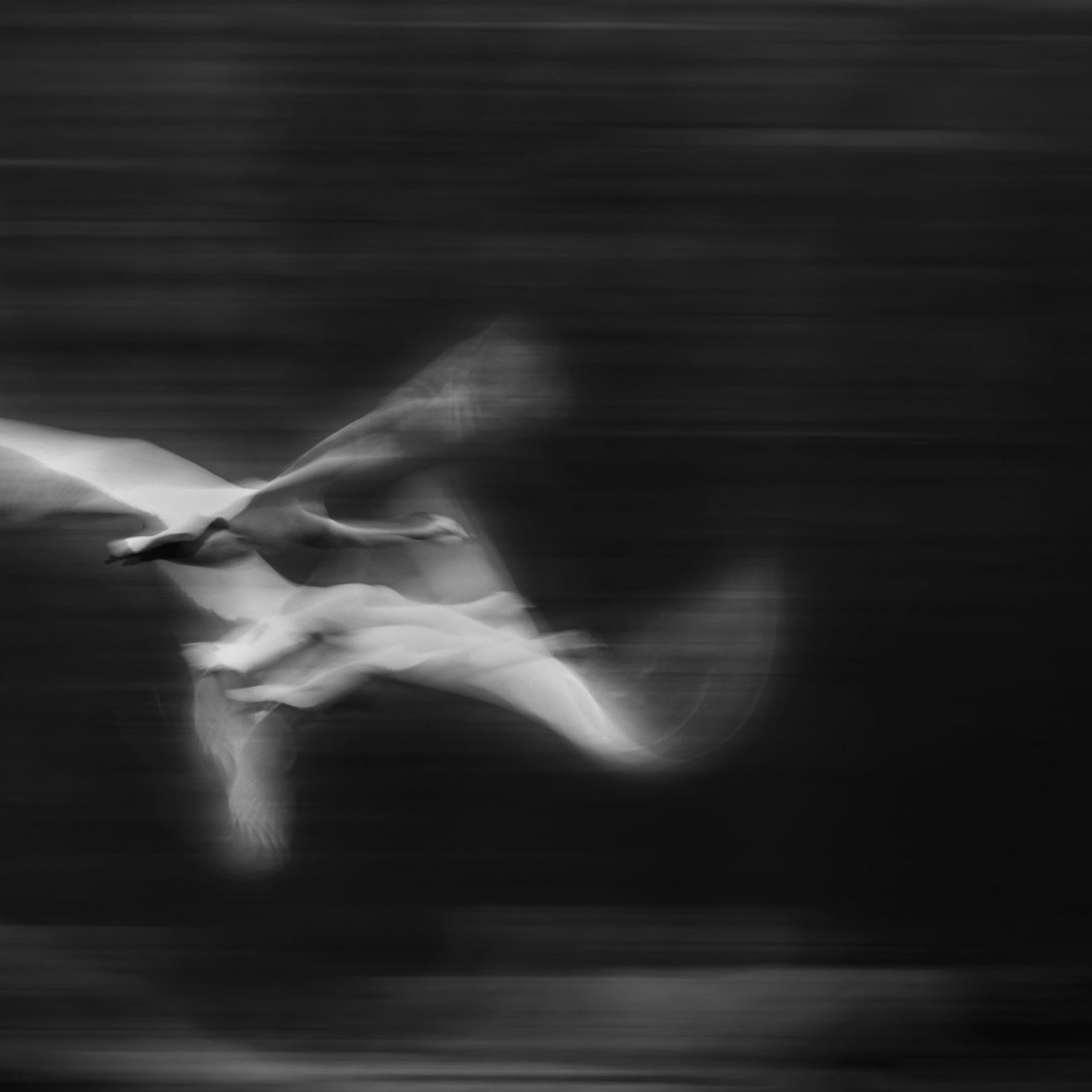 Анималистика. Пейзажный фотограф и фотограф-анималист