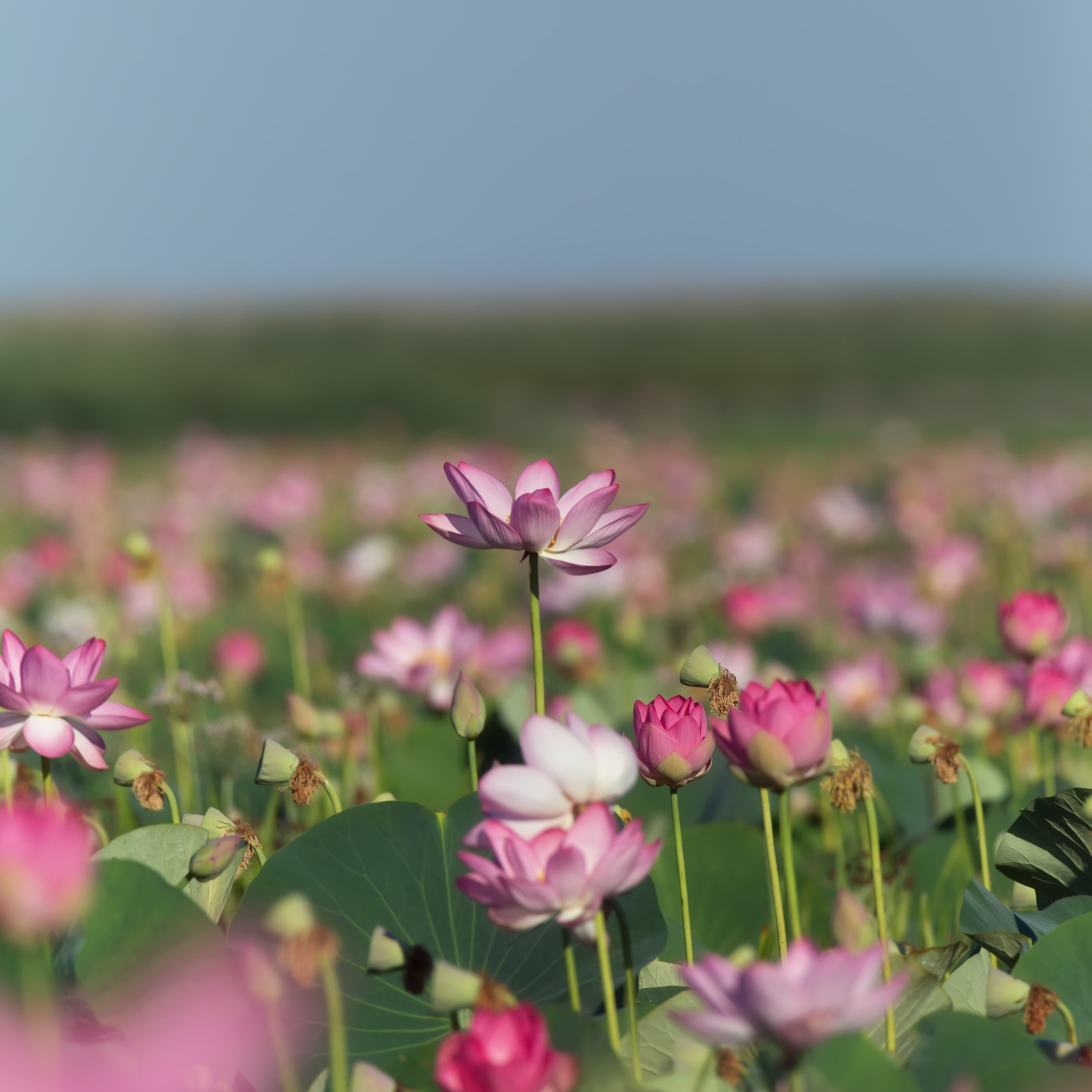 Лотос. Астраханский биосферный заповедник. Астрахань. 